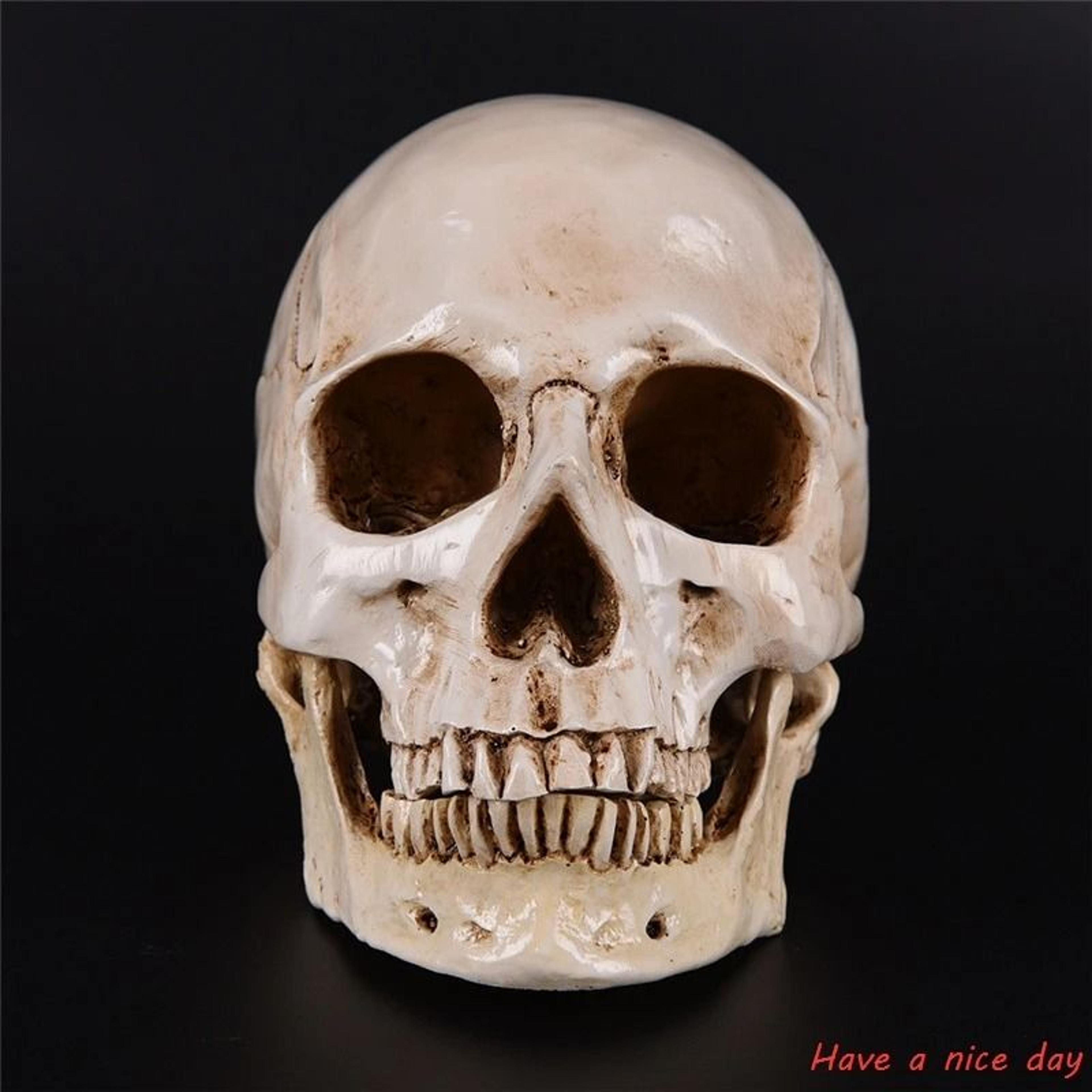 realistic human skull replica lifesize resin anatomy decor model