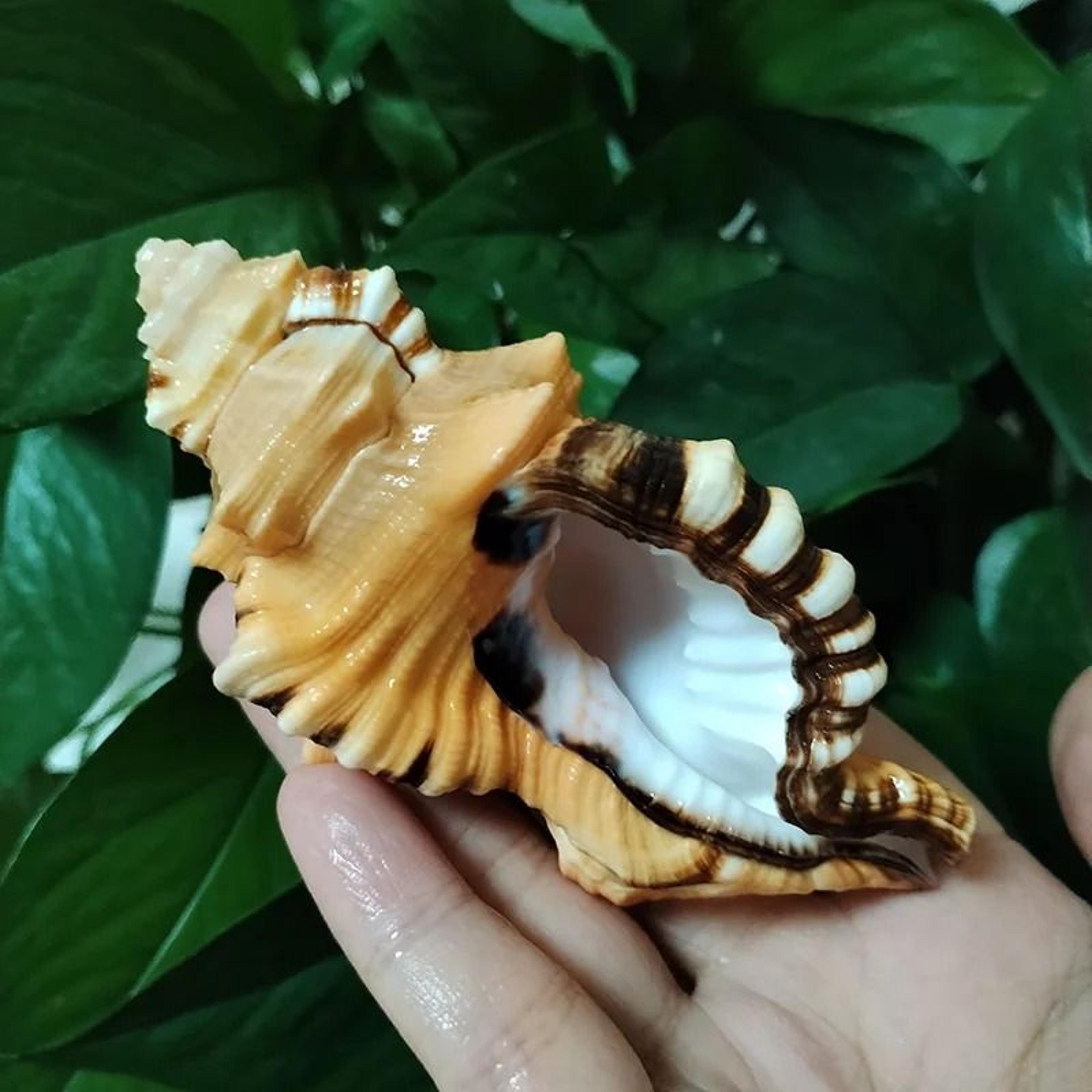 natural triton sea shell large decorative conch shell aquarium and home decor