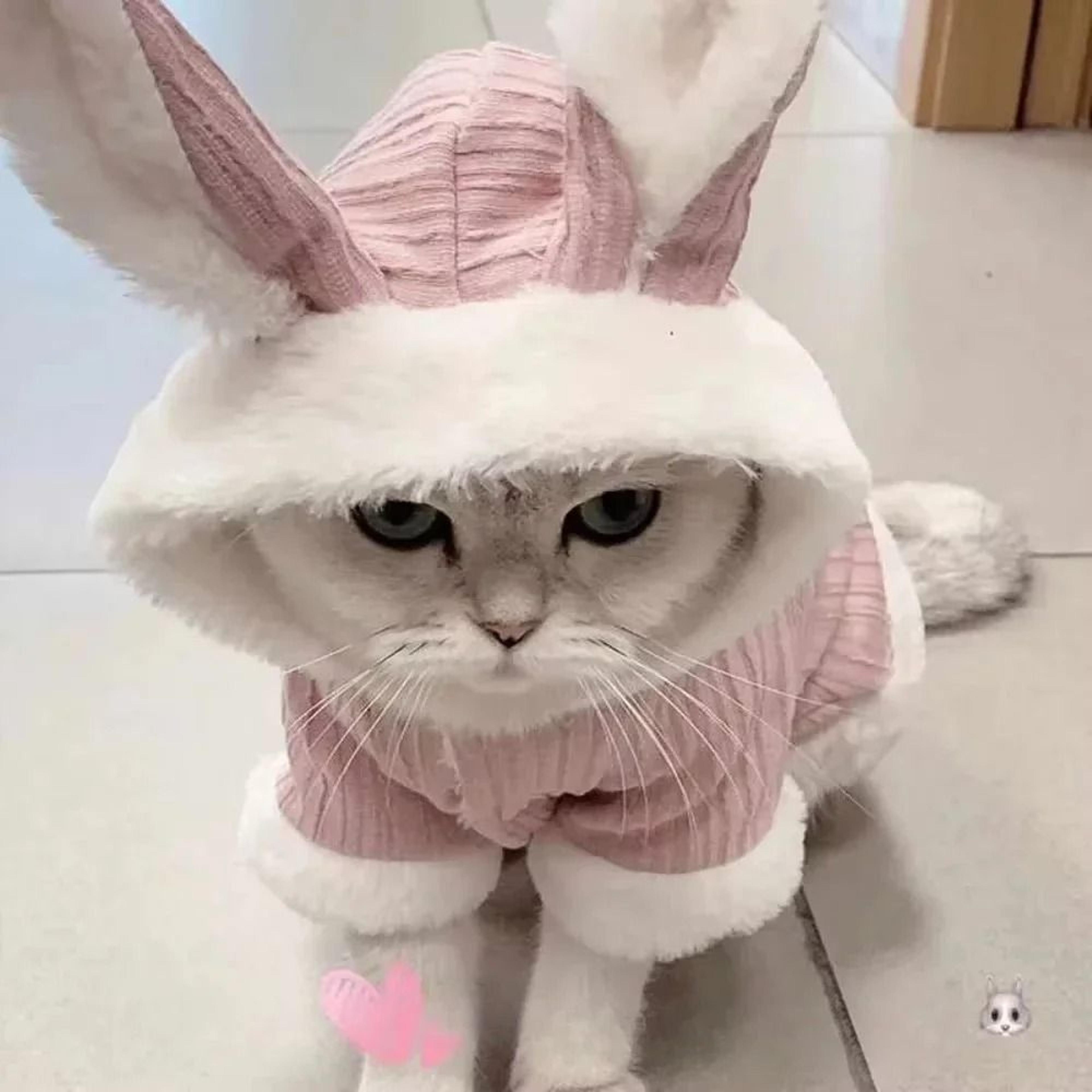 warm two legged cat and small dog clothes soft autumn winter pet outfit for hairless cats