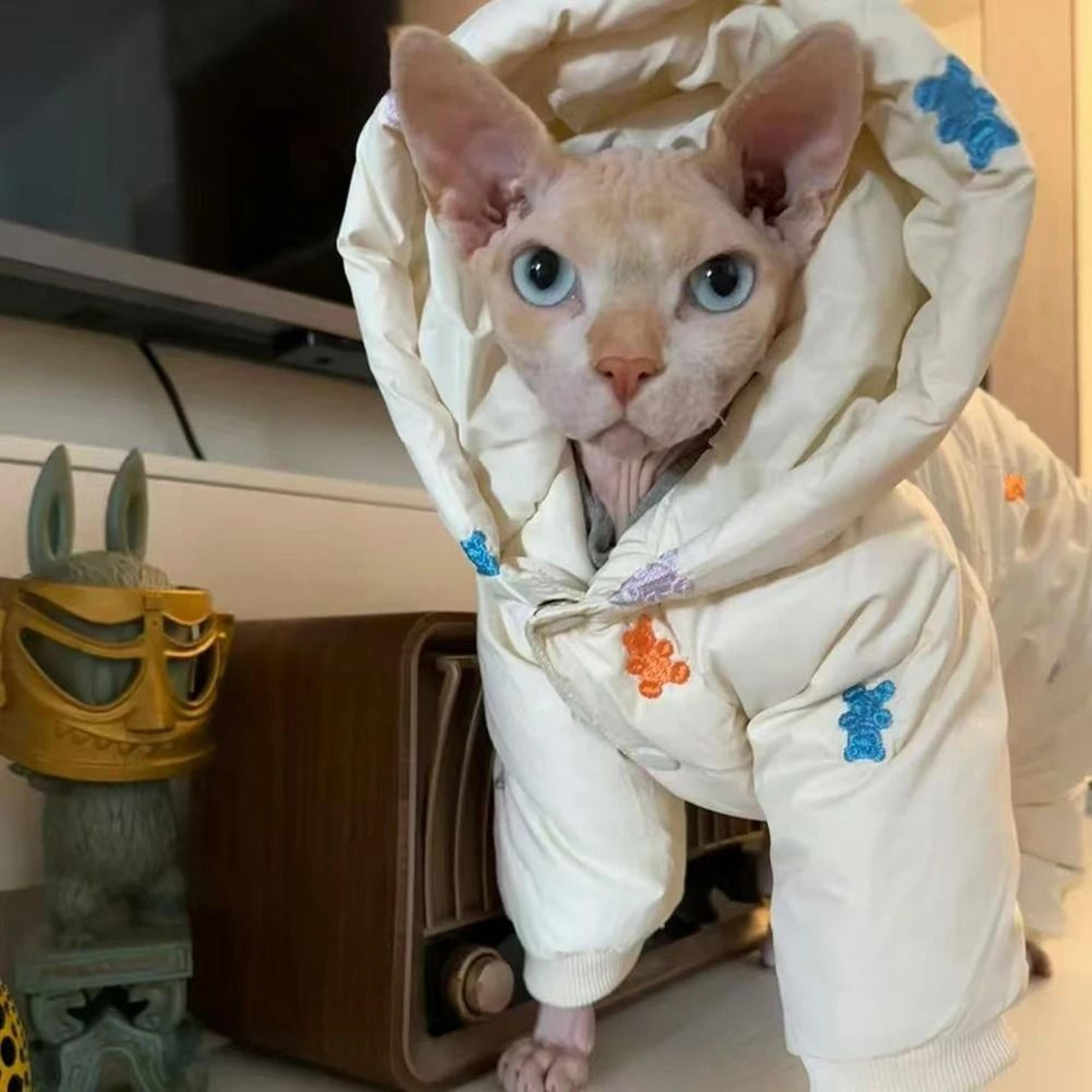 winter white sphynx cat jacket for devon rex kittens and cold weather comfort