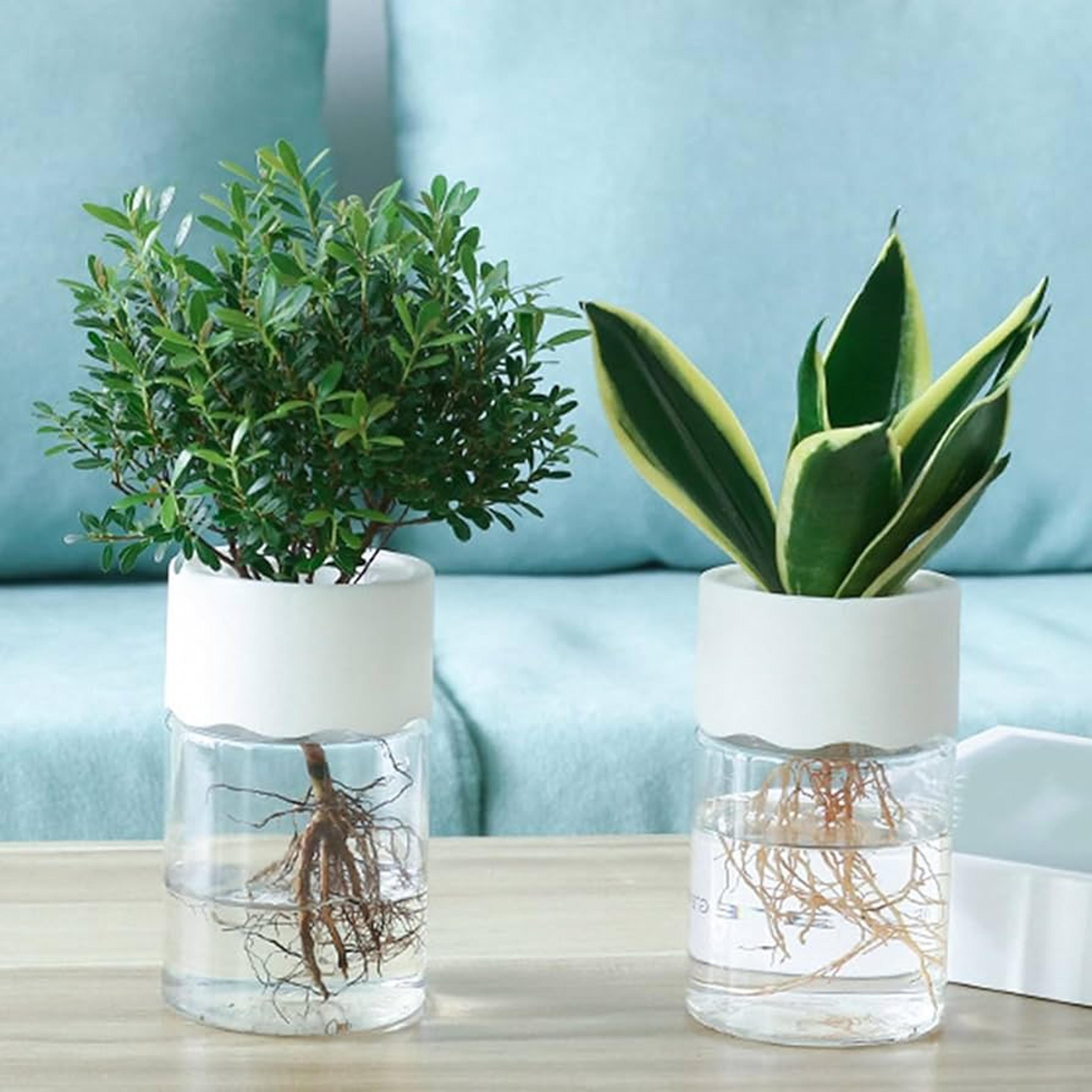 mini hydroponic plant vase transparent pot for home green decor