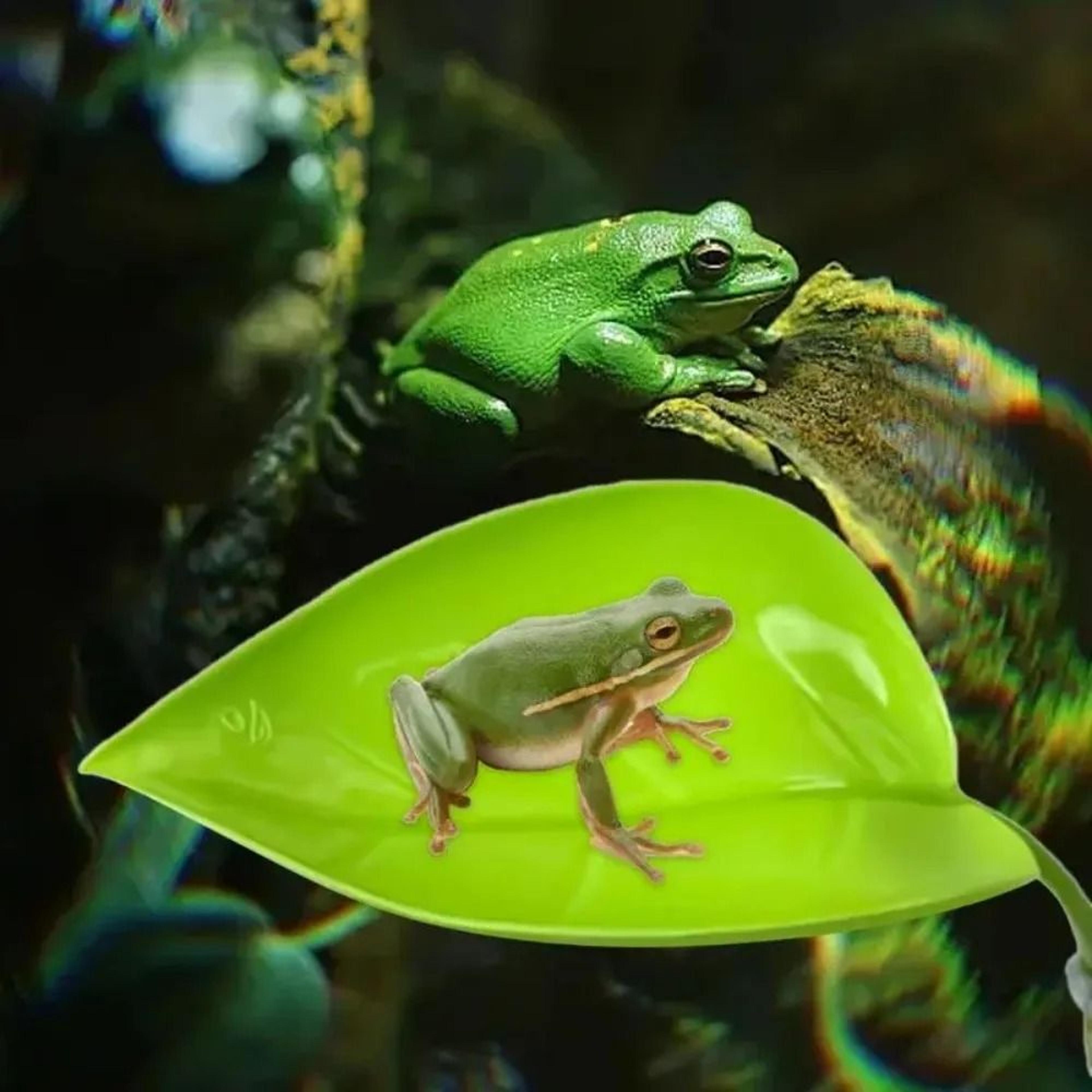 naturalistic leaf suction cup reptile resting platform for frogs and geckos terrarium
