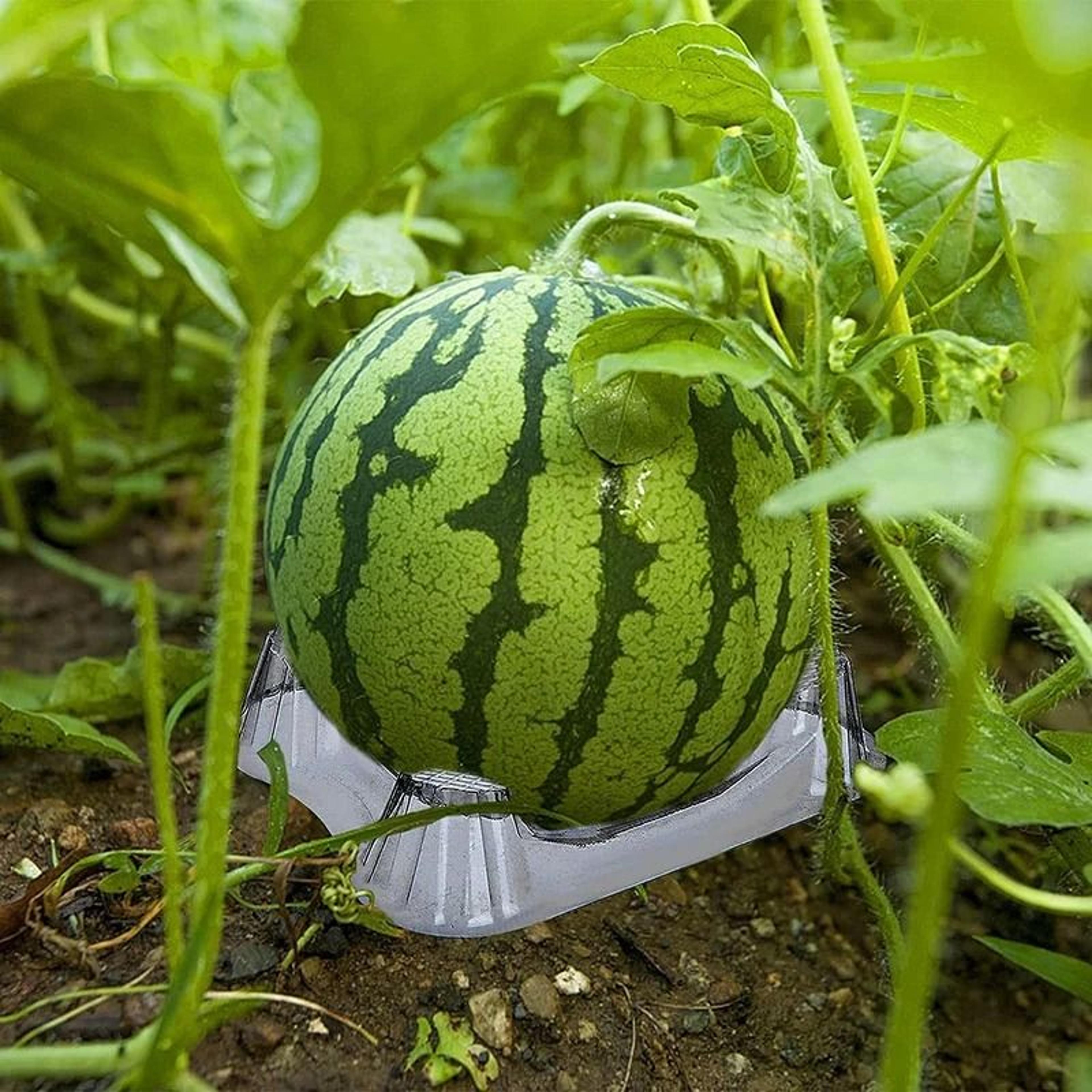 50 piece watermelon cradle and melon support stands