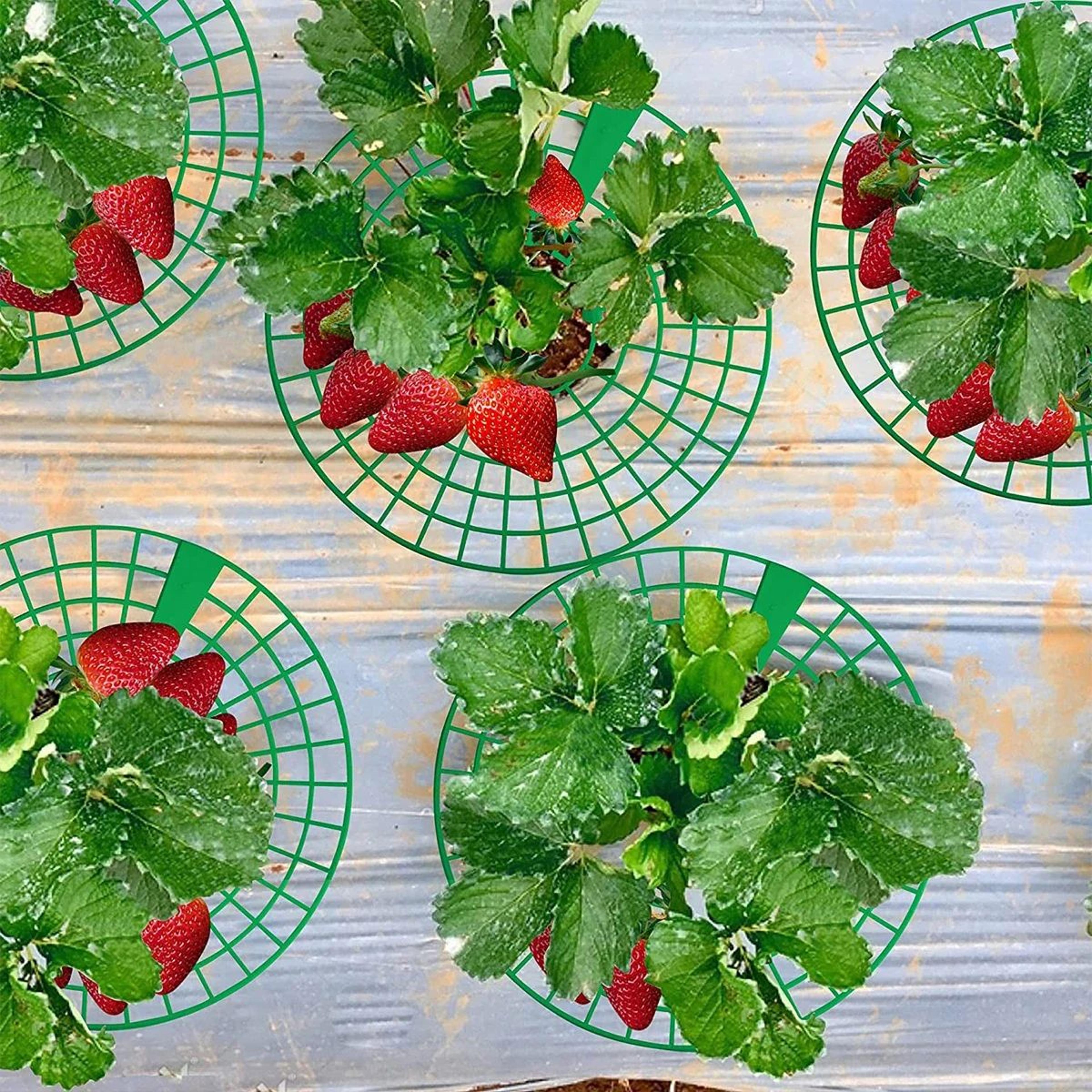 plant support racks for strawberries & melons – 10-piece 3-legged garden support frames