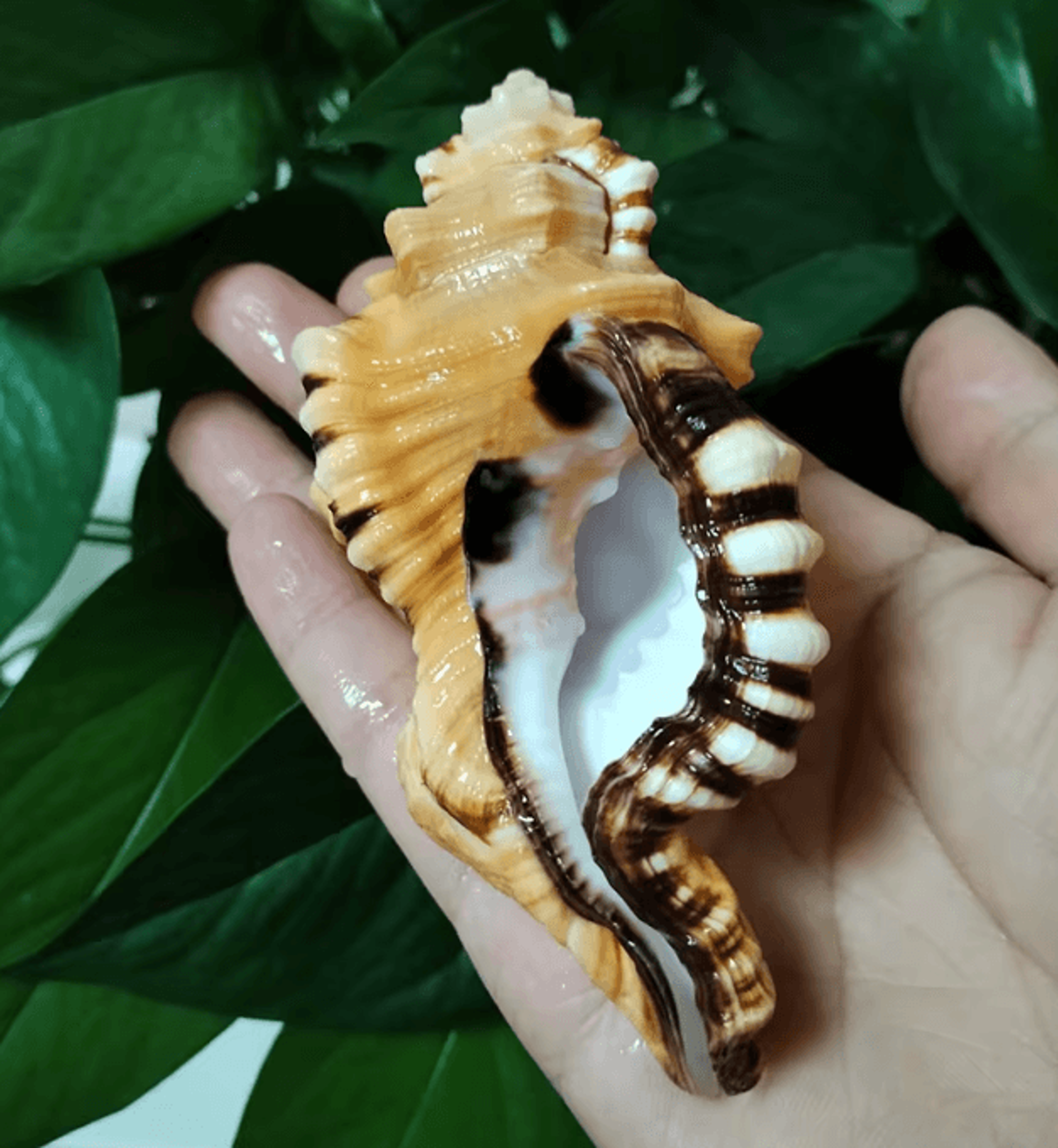 black-spotted triton sea shell – natural aquarium & coastal decor specimen