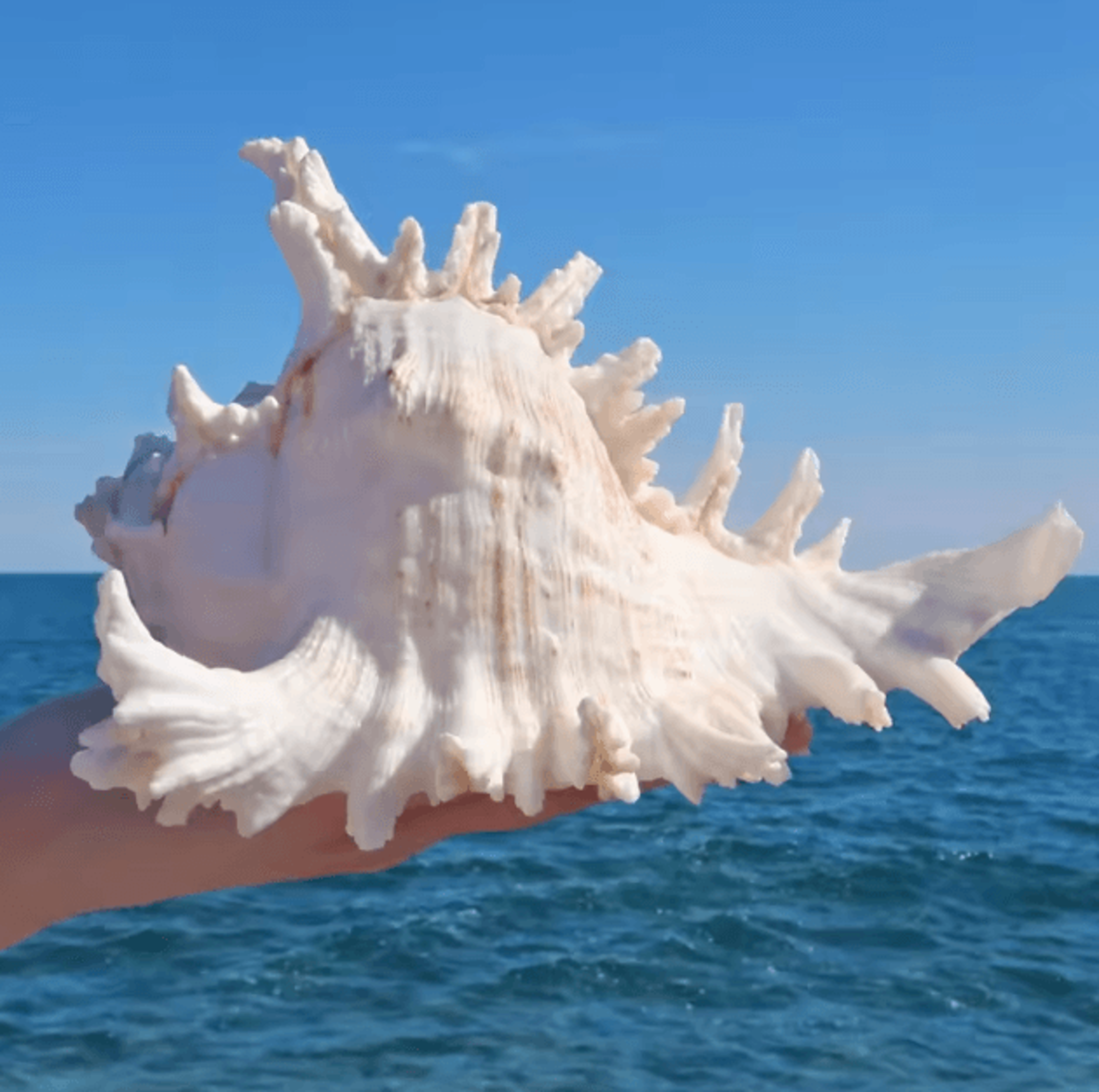 large natural murex ramosus shell – real ocean conch coastal decor & wedding accent