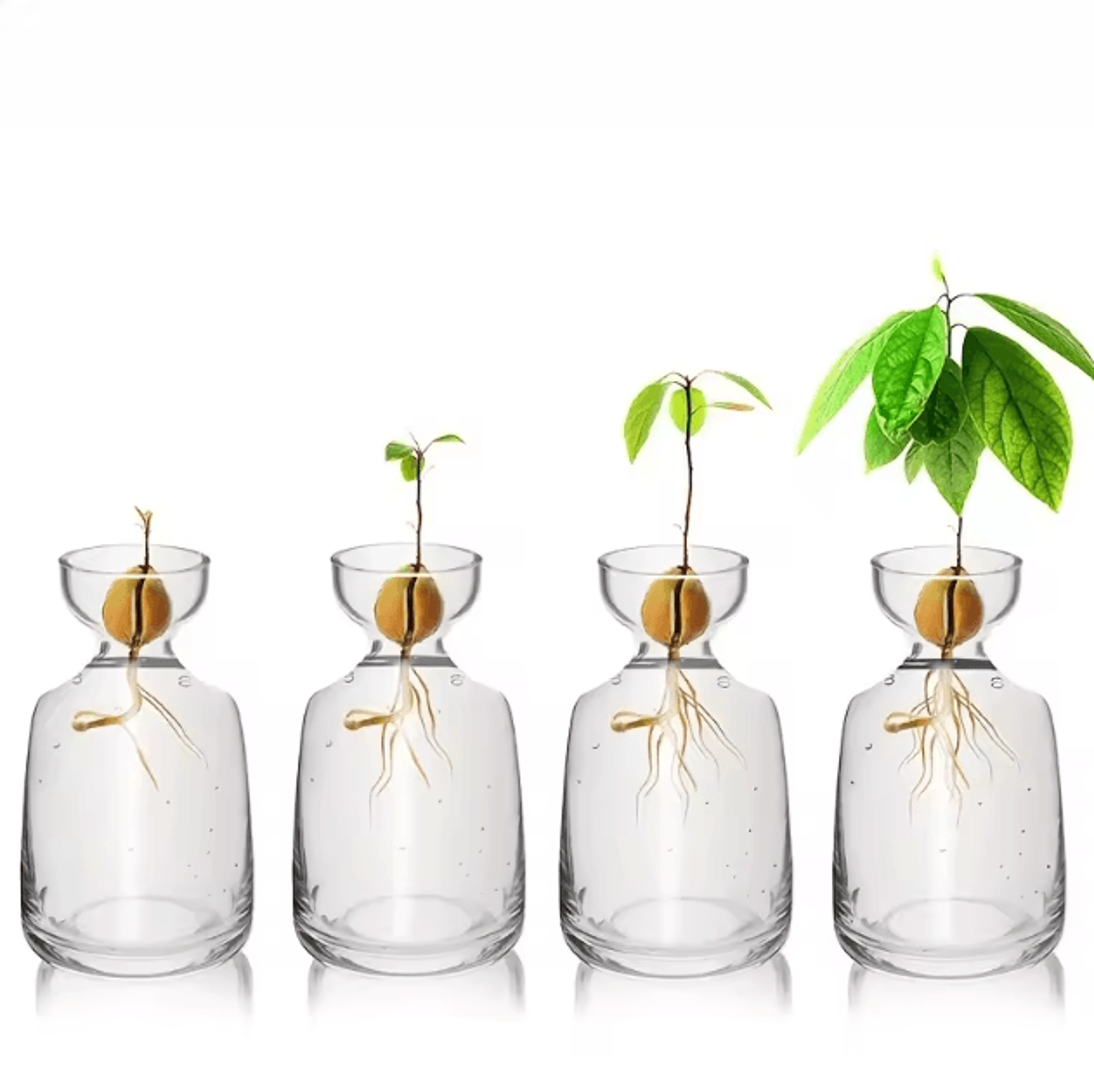 four-piece avocado seed starter vase- grow your own avocado tree unique glass planting pot for gardening lovers start yo