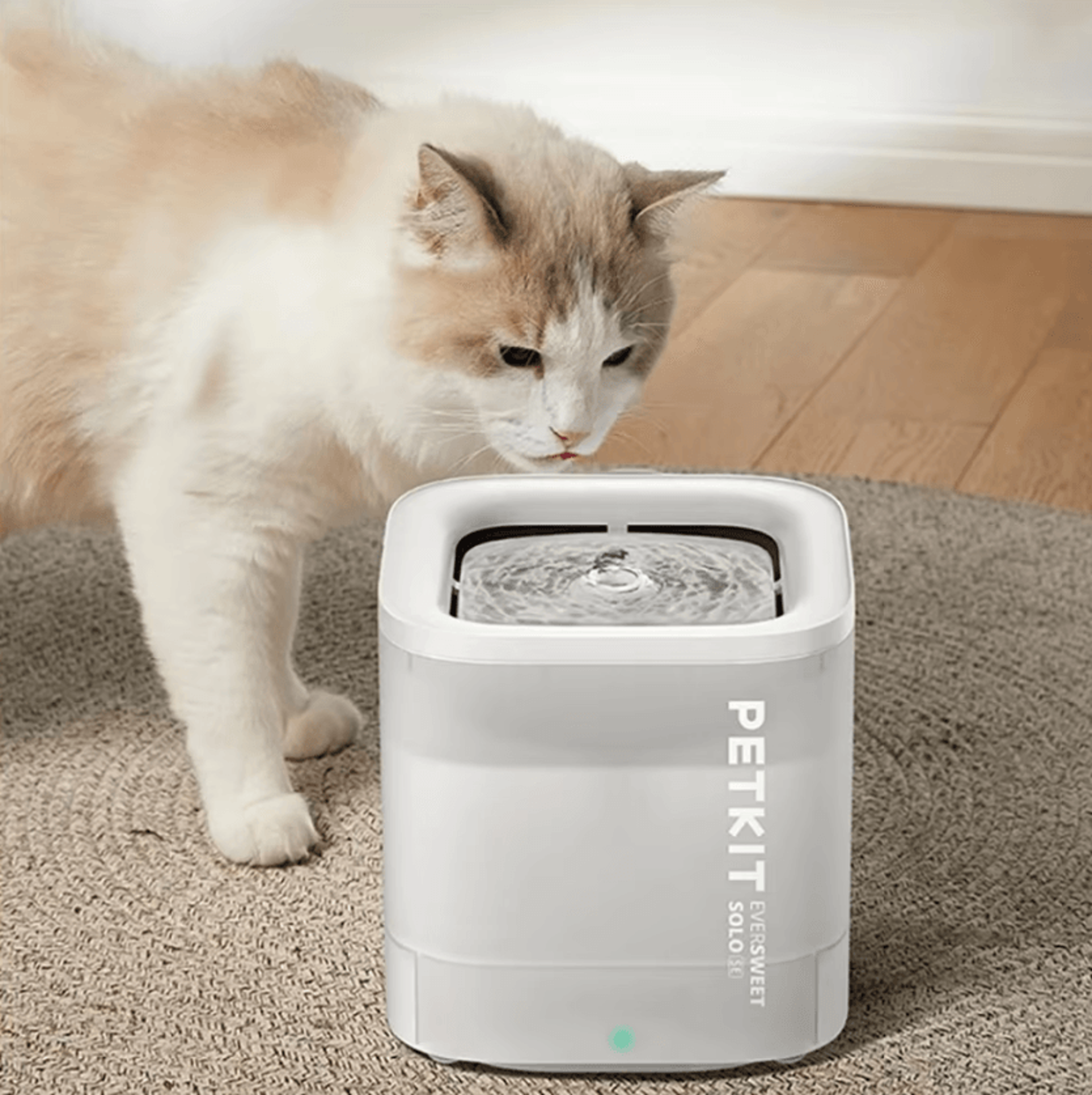 everpure smart led pet water fountain