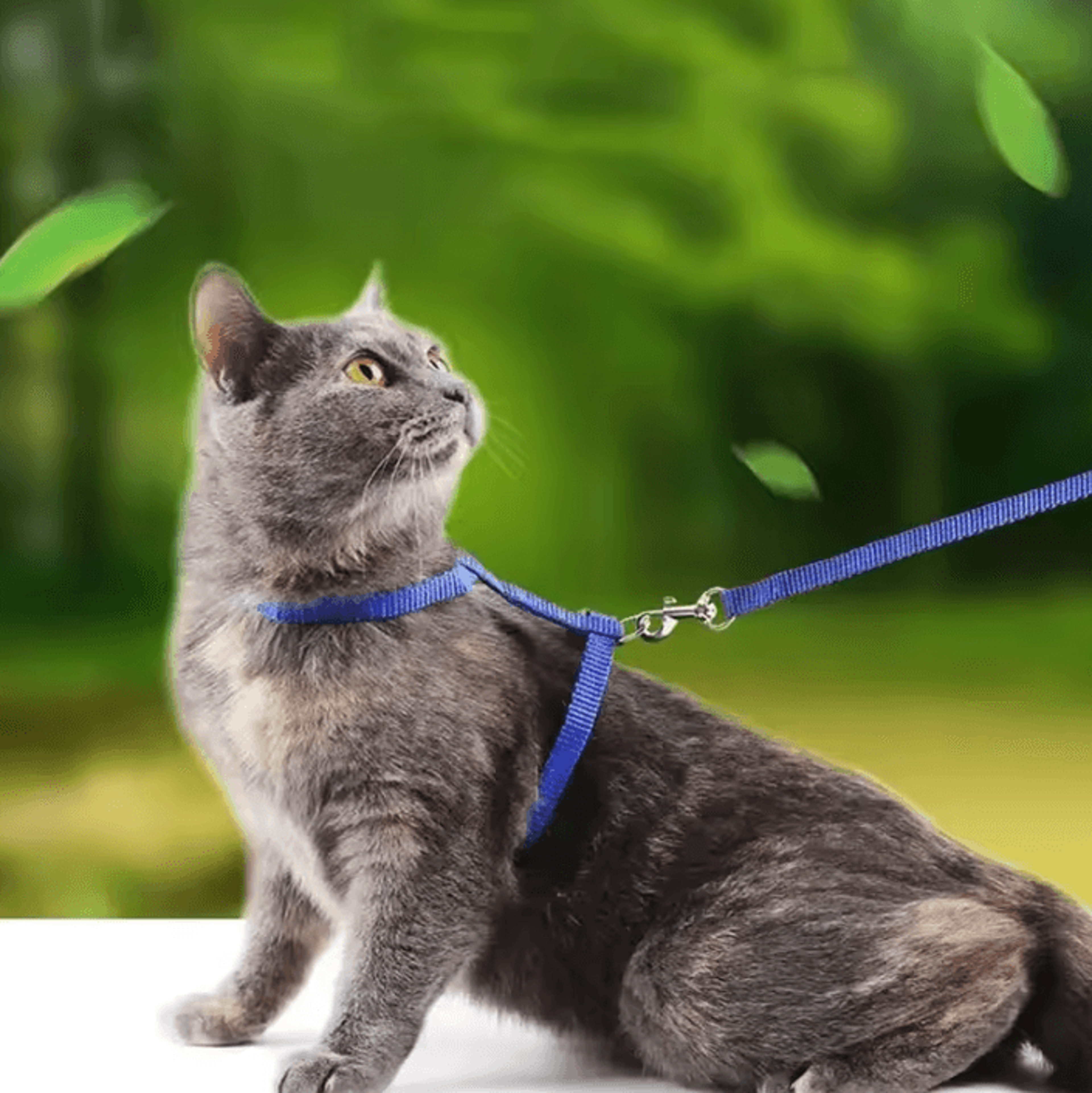 snugfit escape-proof cat & small dog harness with leash set
