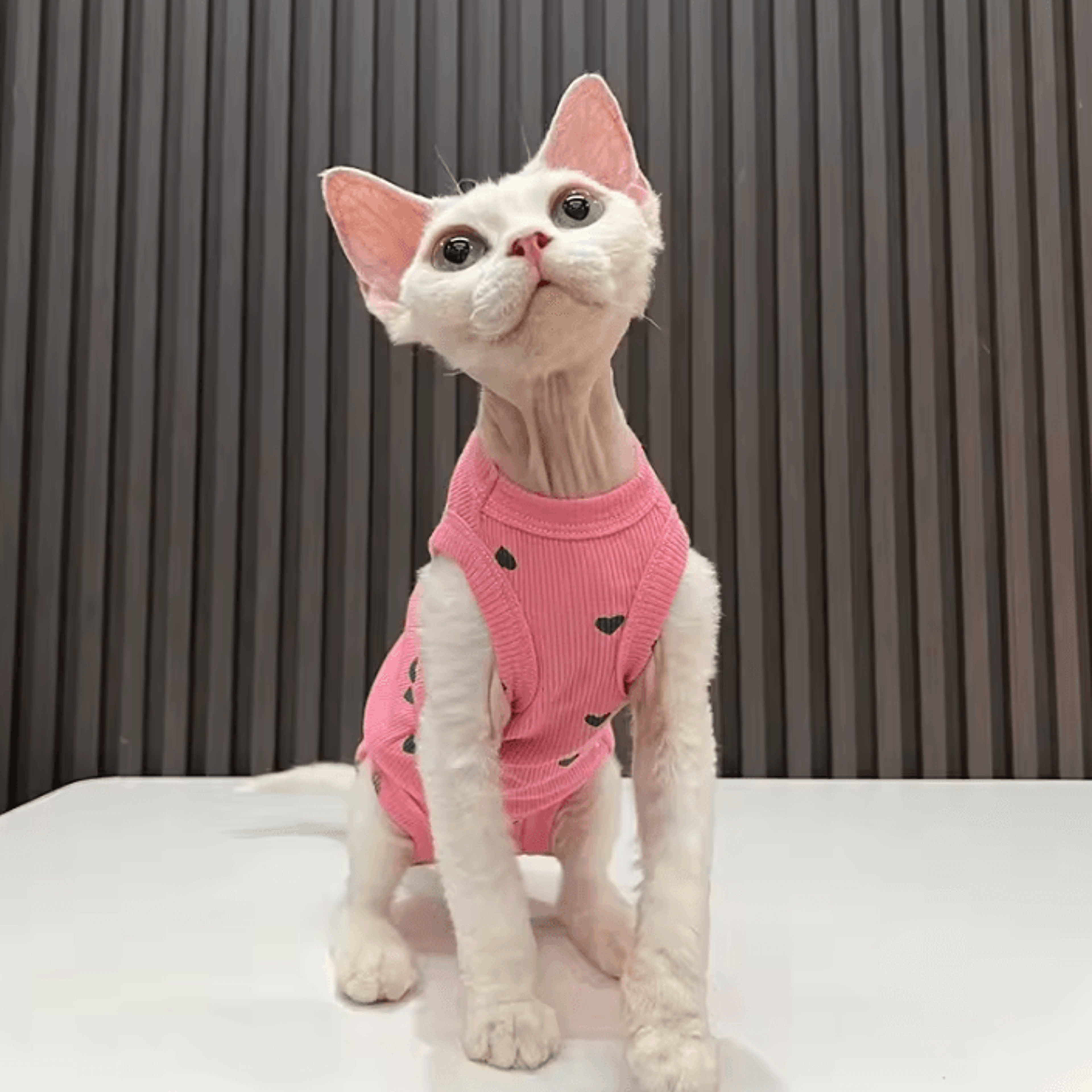 lovecloud lightweight sphynx cat pajamas