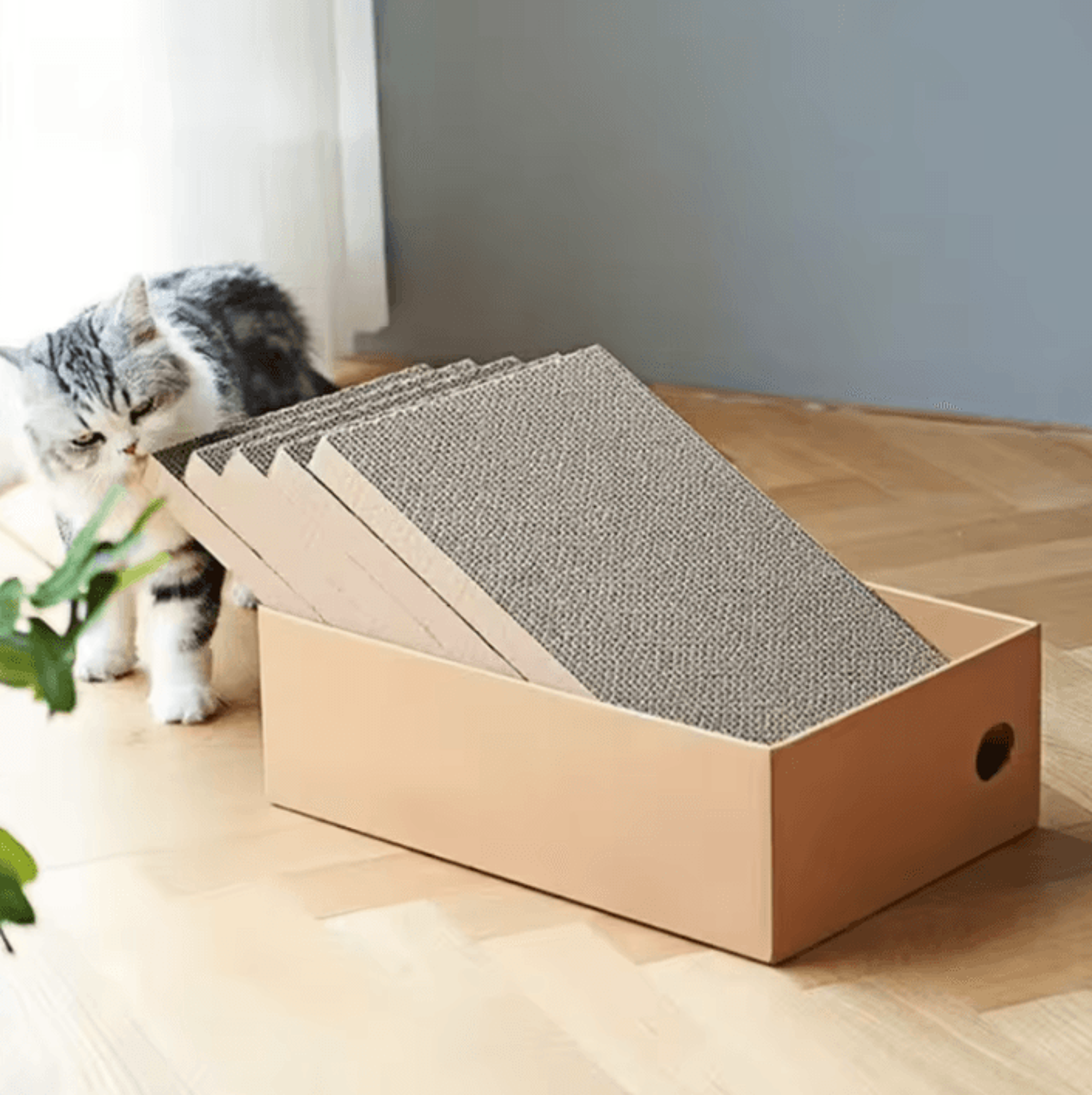 scratchnest cardboard cat scratching box & lounge set for indoor cats
