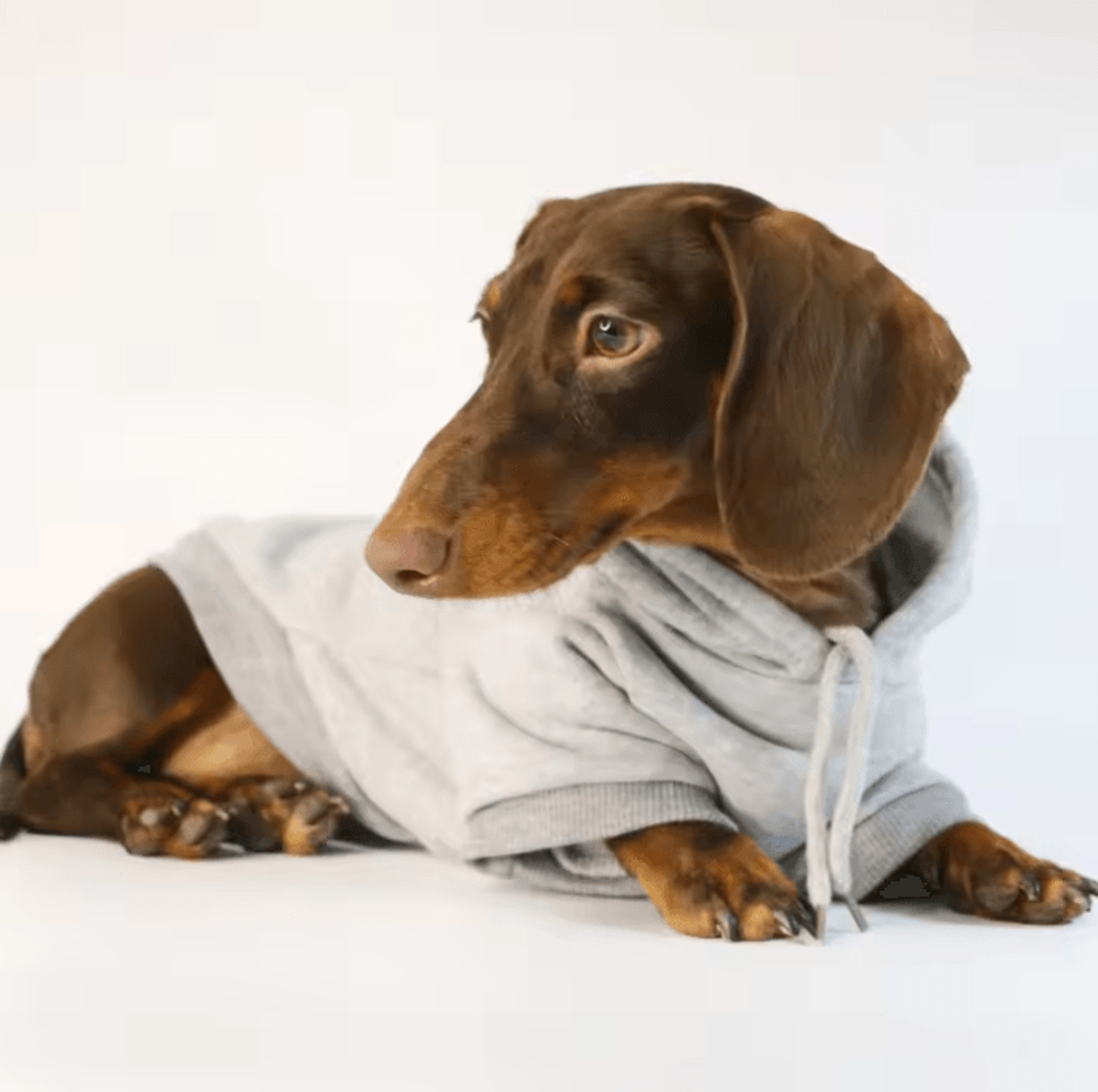 sausage pup cozy hoodie for small dogs