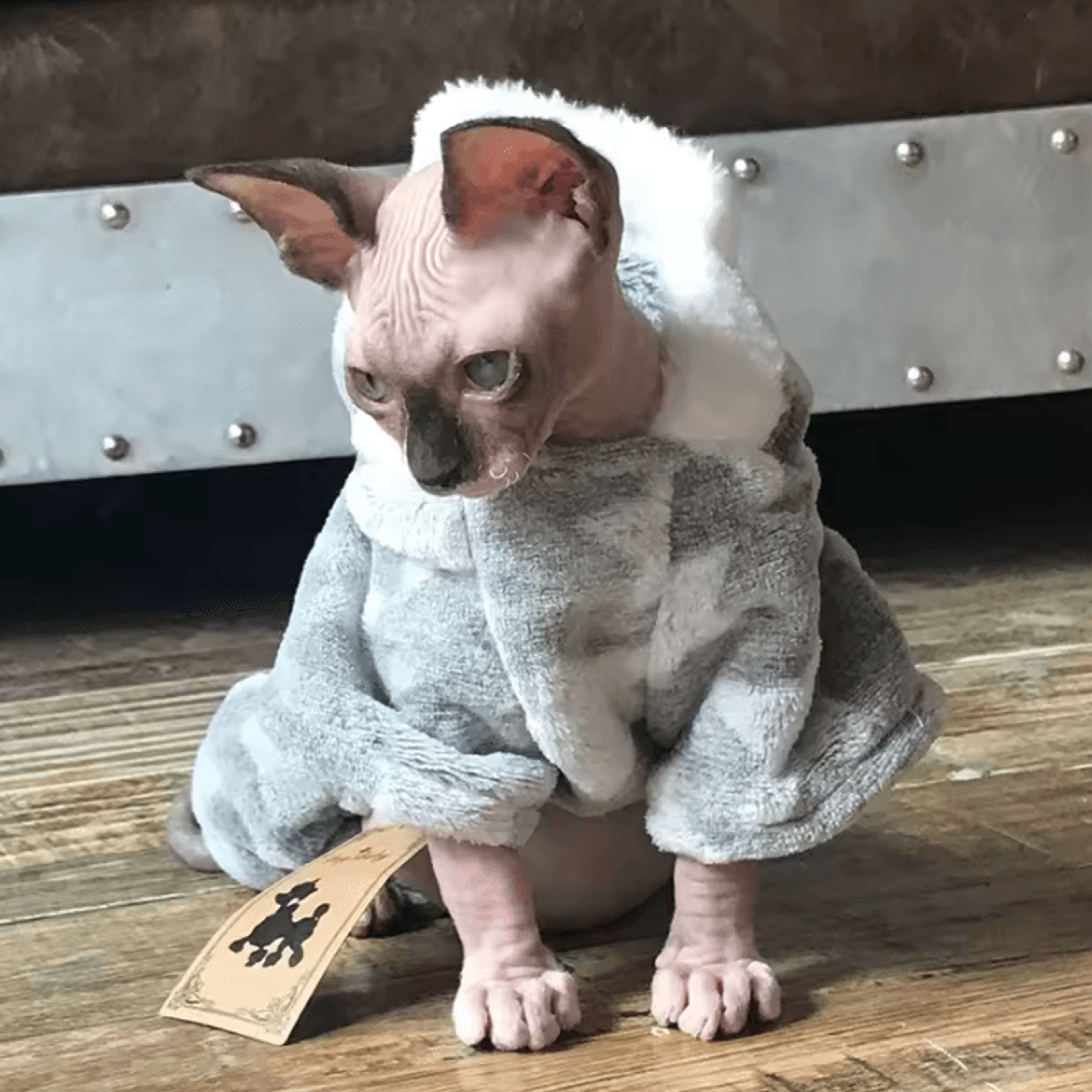 cozyfleece winter pet pullover for cats & small dogs