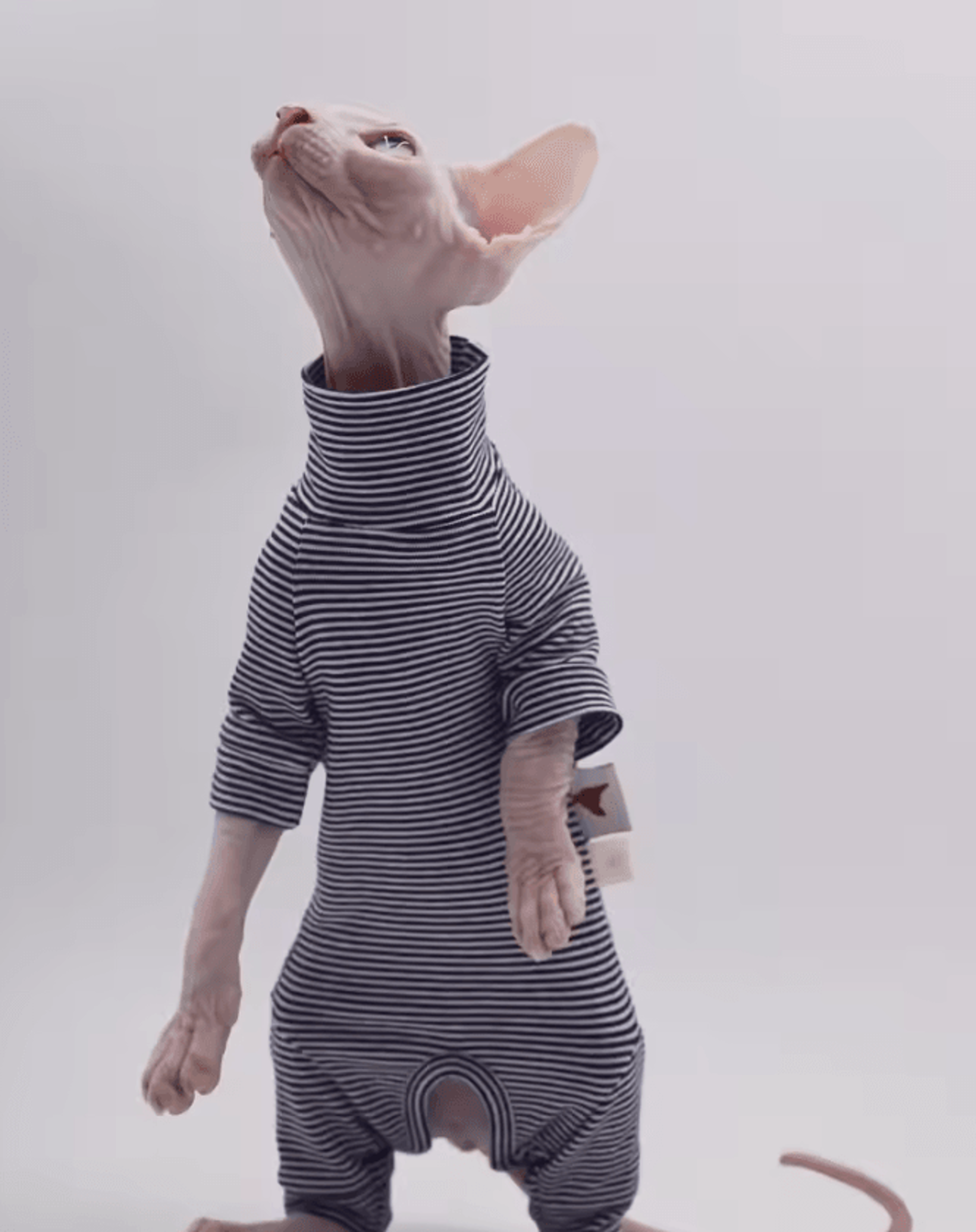 cozyfit four-legged sweater for hairless cats