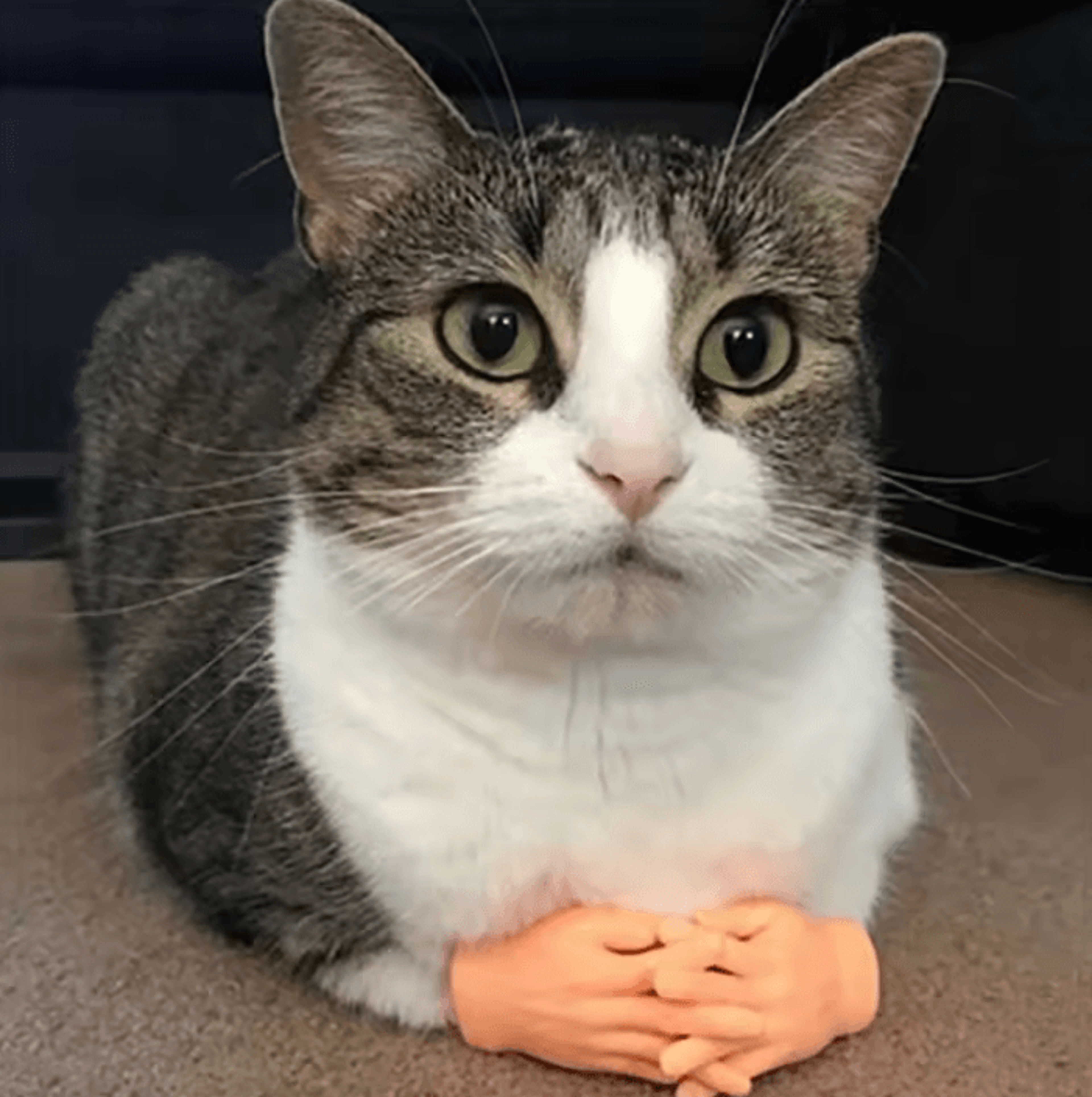 tinypaws funny finger massage gloves
