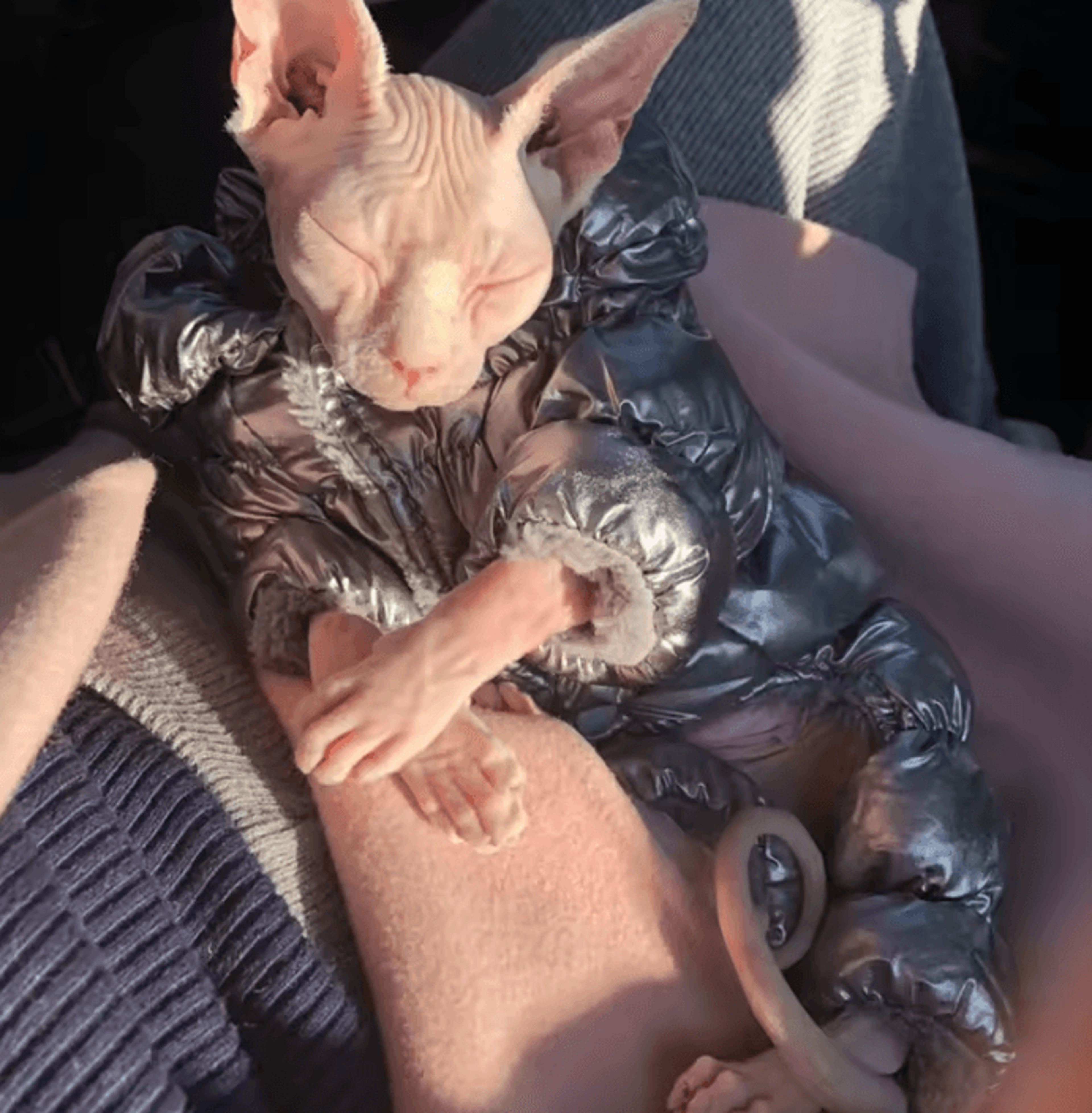 snugglesuit winter jumpsuit for hairless cats