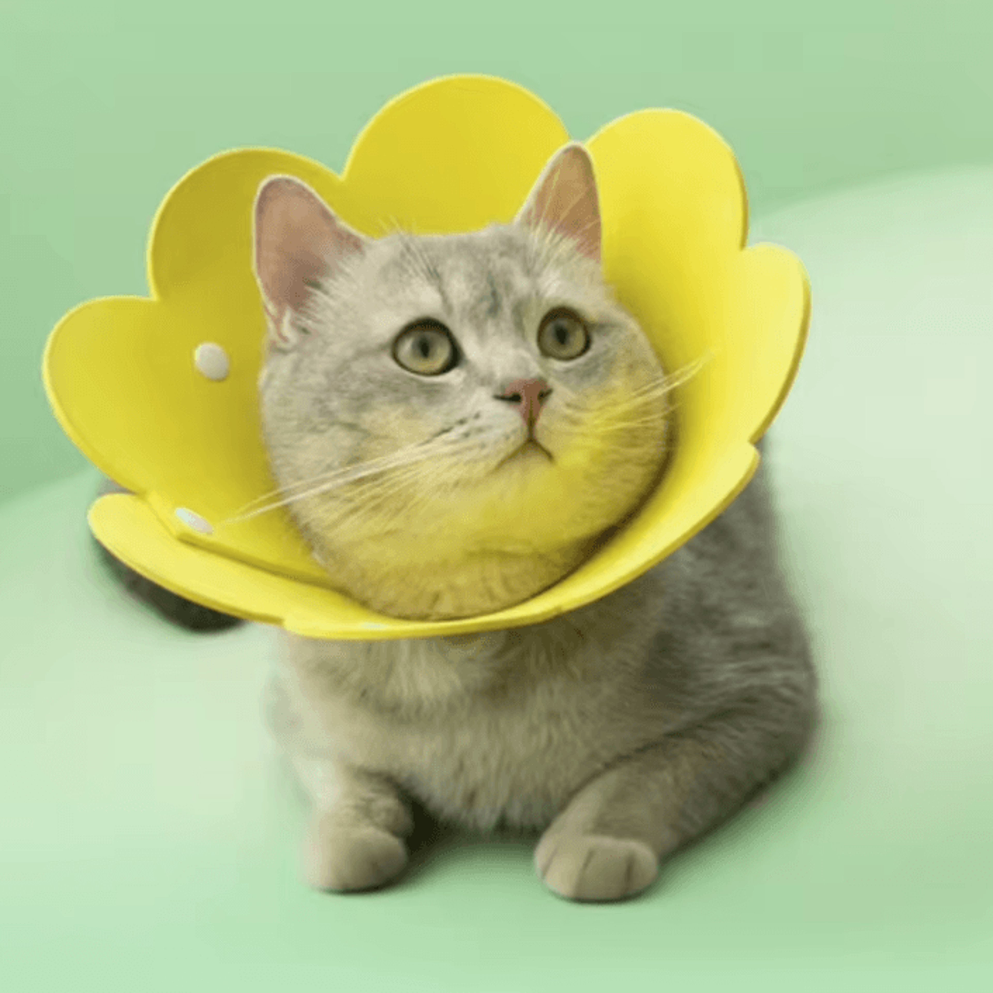bloomguard flower recovery collar for cats & small dogs