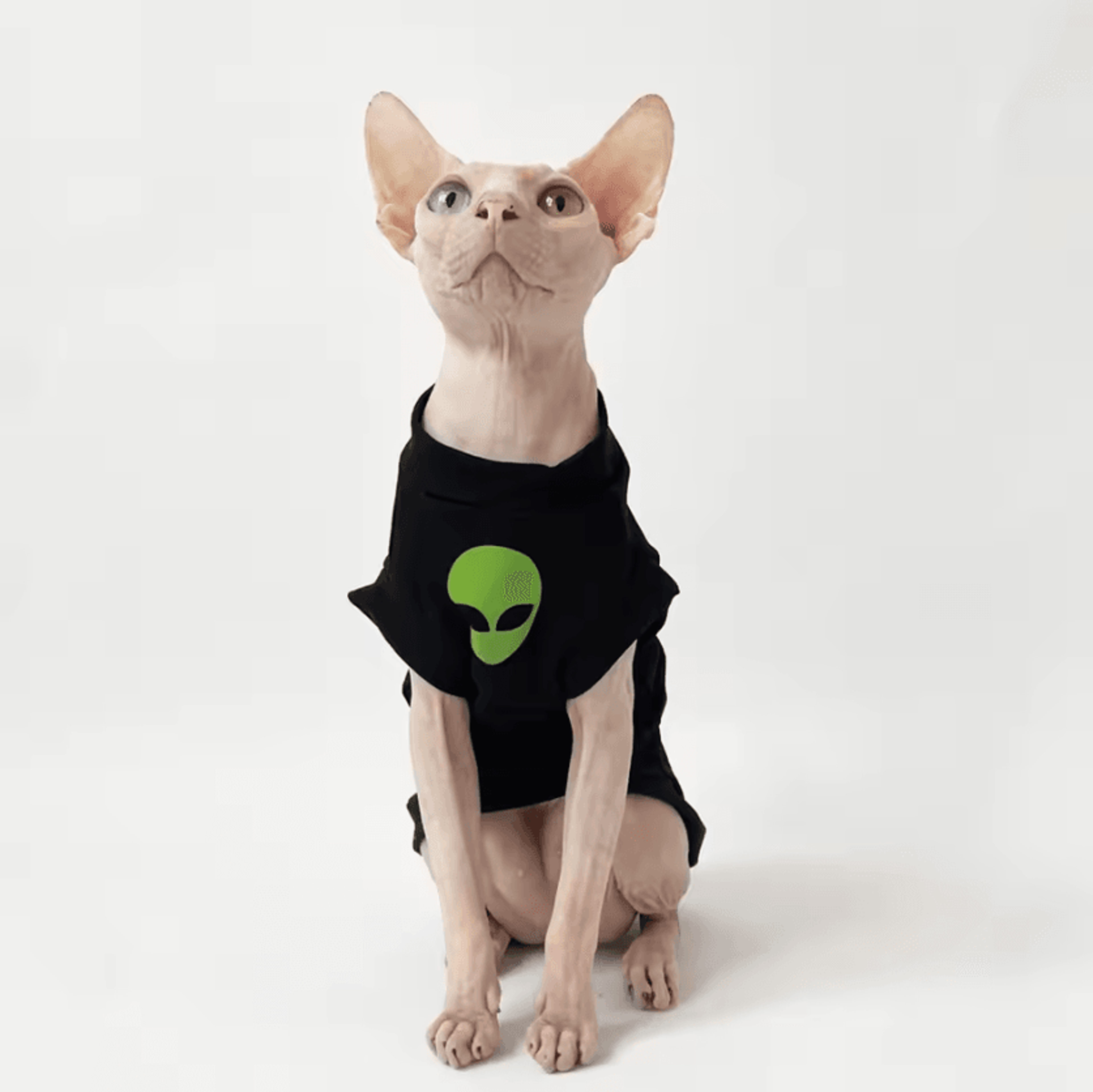 cozystripe sphynx cotton cat shirt