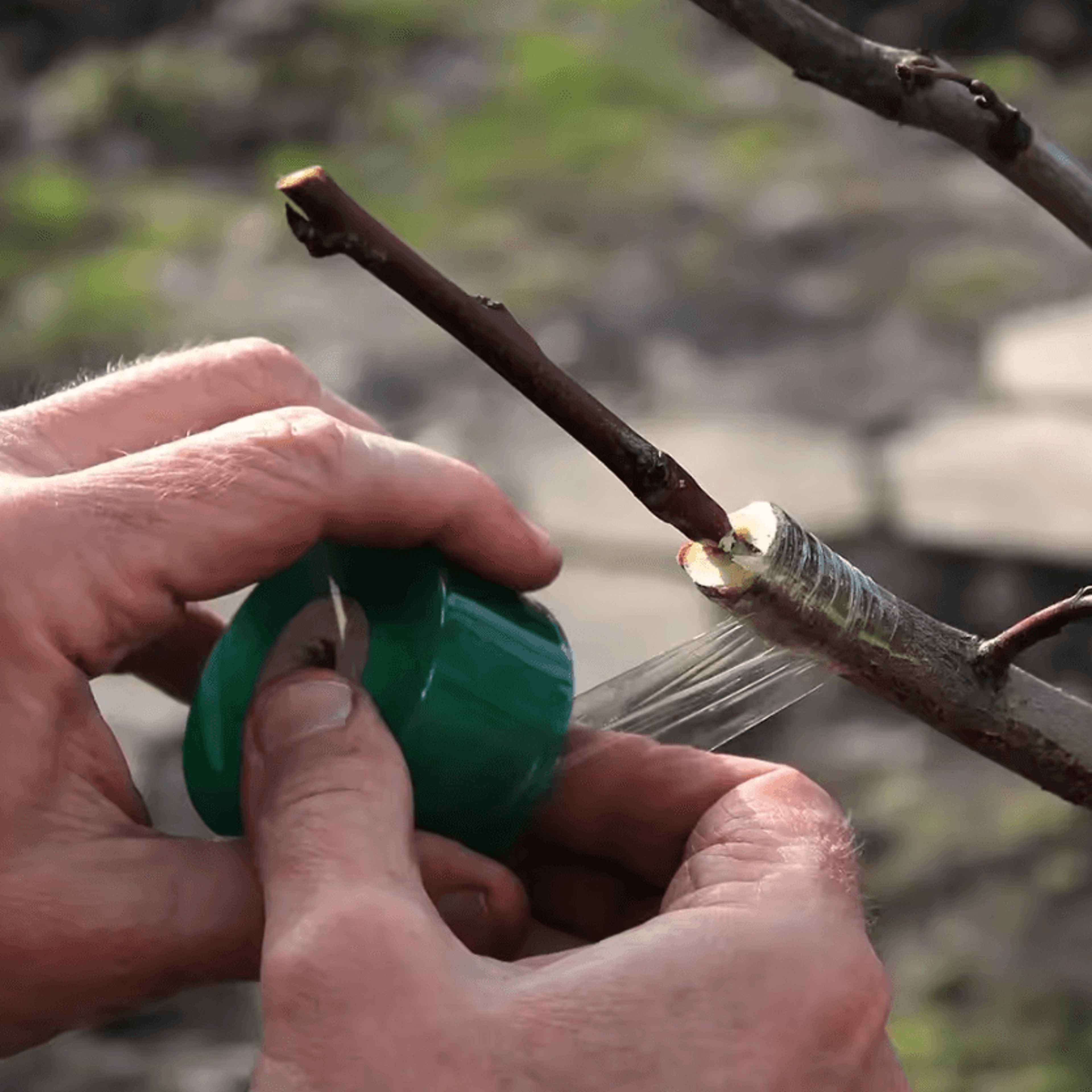 stretchable pe grafting tape for trees, plants and garden seedlings