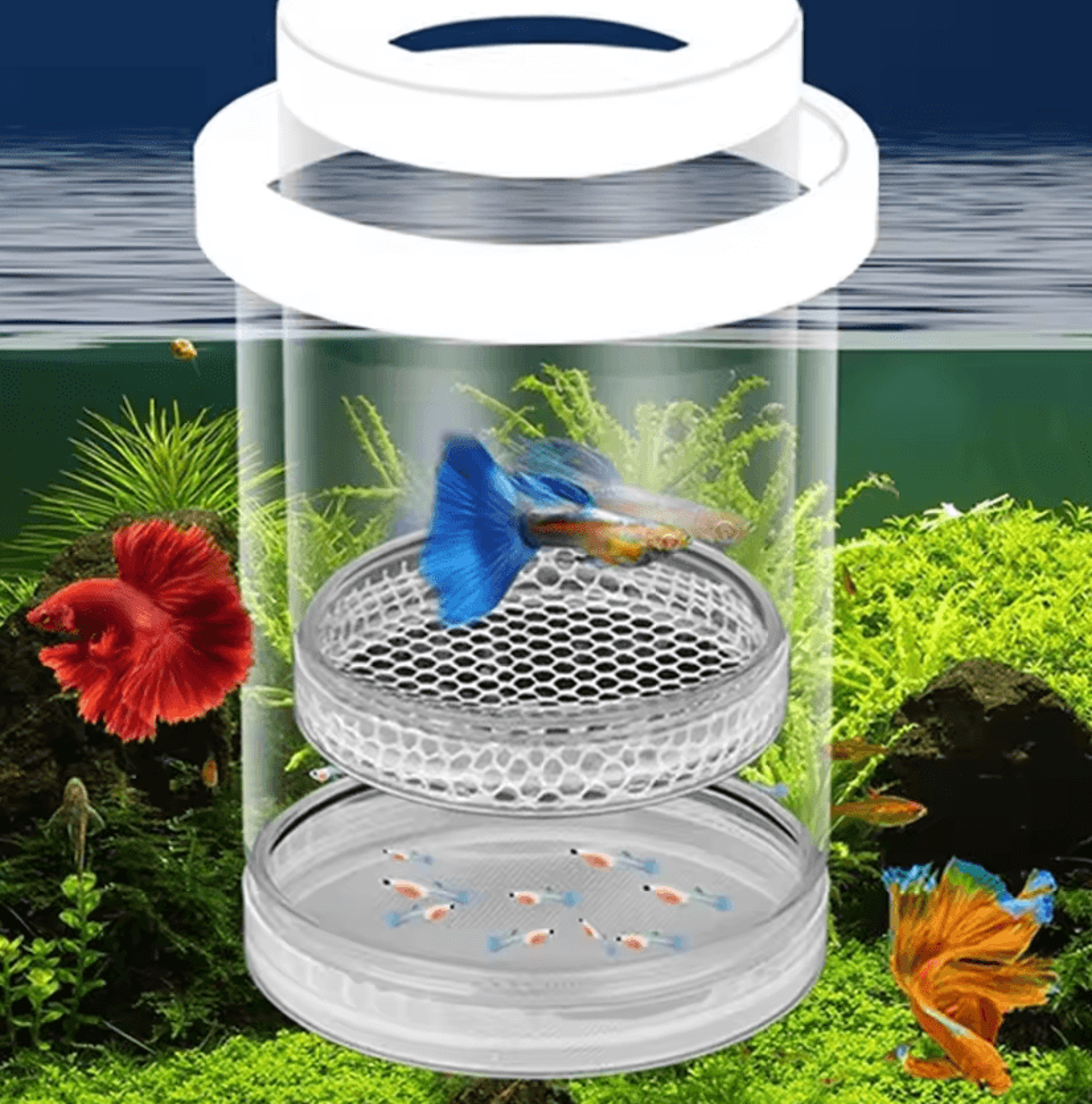 floating fish breeding isolation box for aquarium fry & livebearers