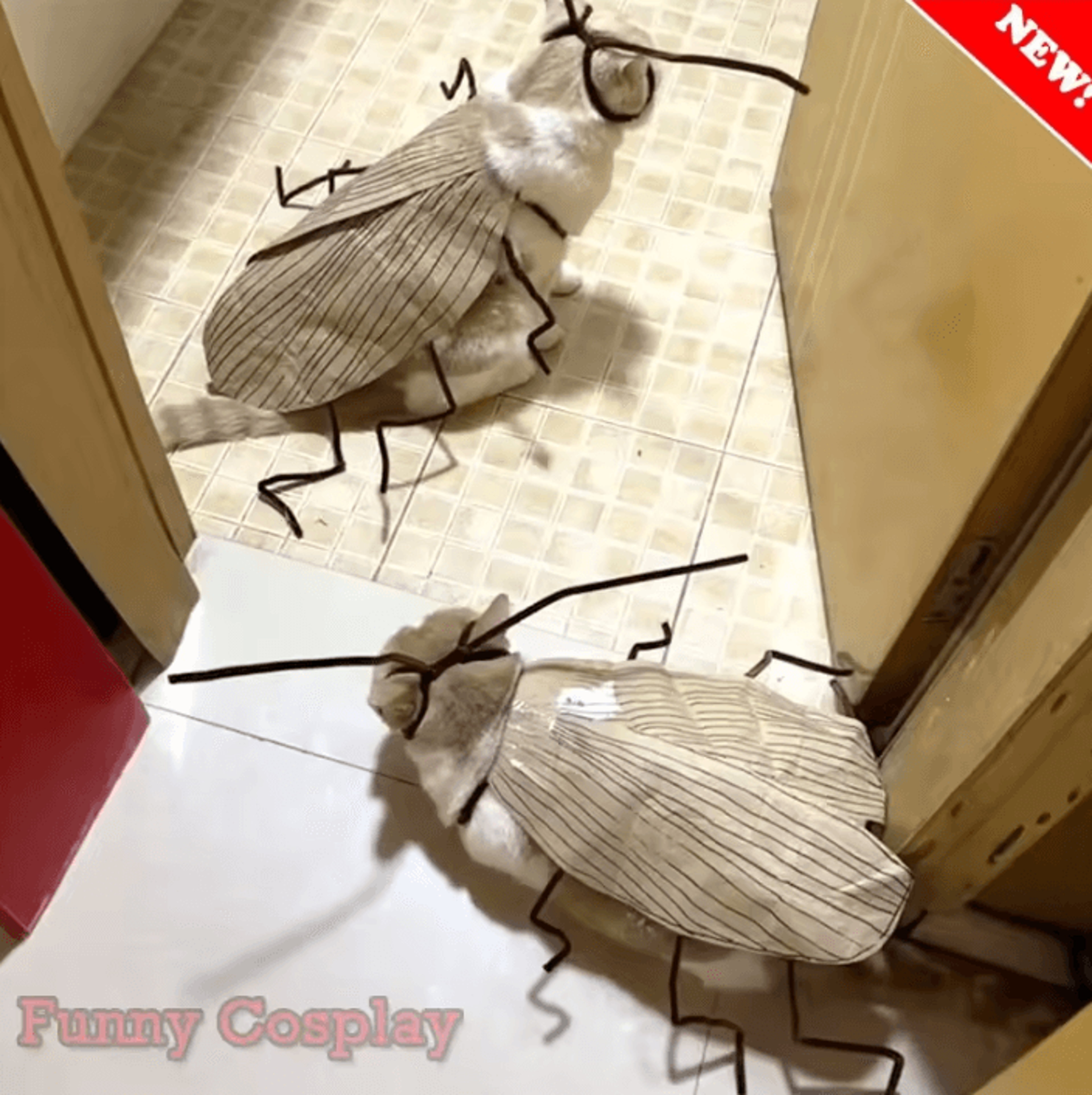 funny diy cat cockroach costume kit for halloween & pet photos