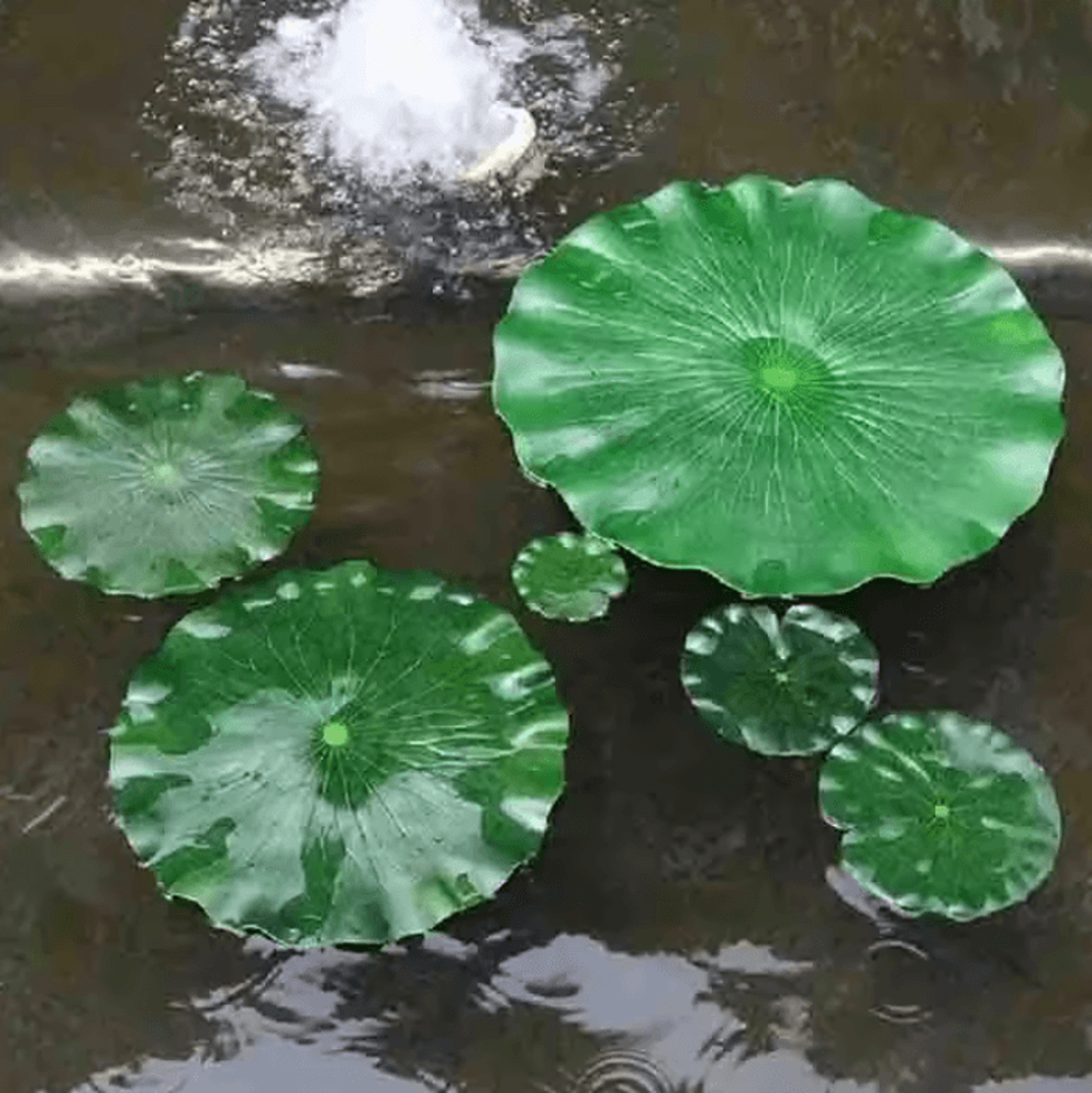 5pcs artificial floating lotus leaves – artificial lotus leaves for garden pond, aquarium & water feature decor