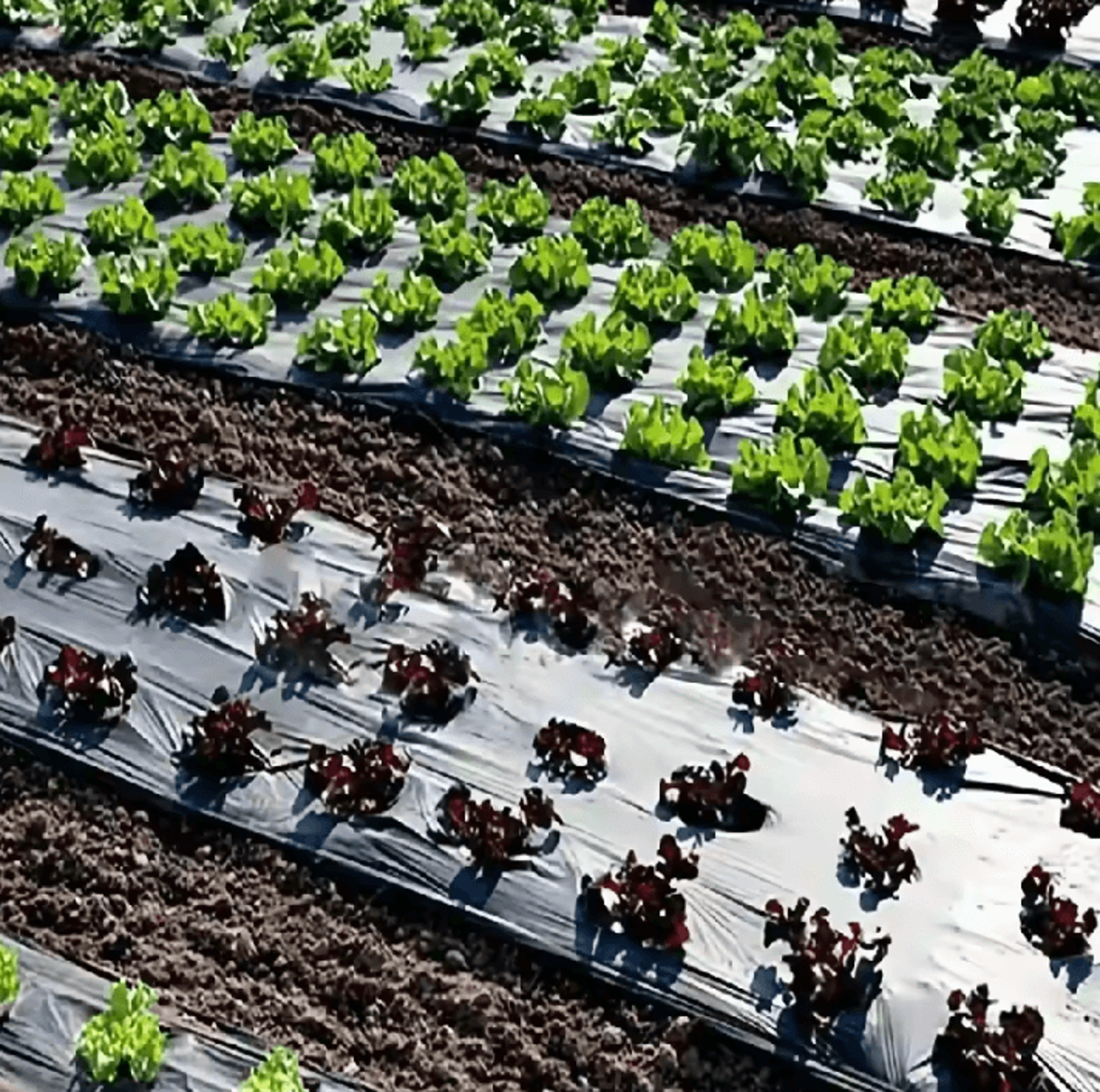 10m pre-punched black mulch film – garden weed barrier & frost protection planting cover