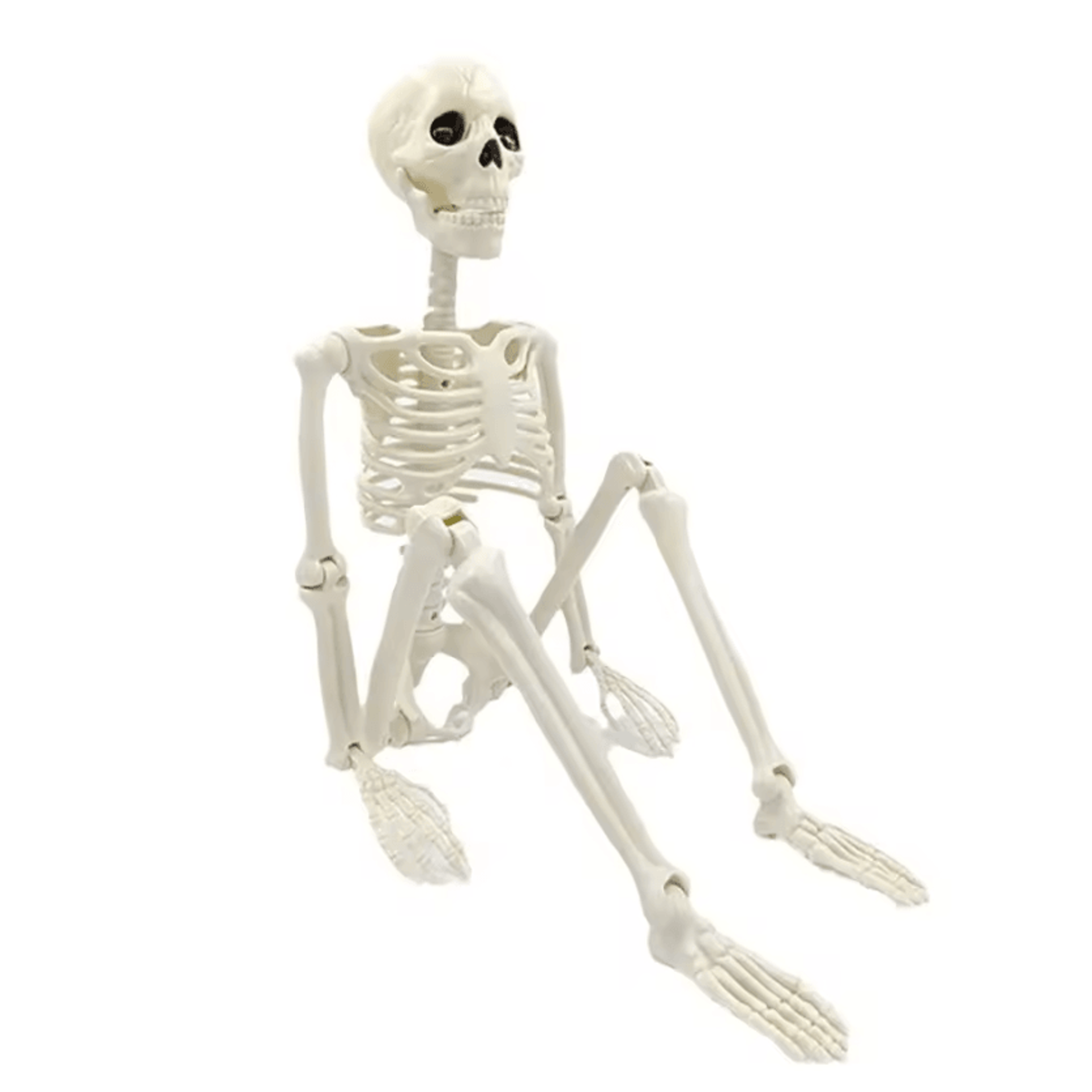 posable human skeleton halloween decoration life-size horror prop