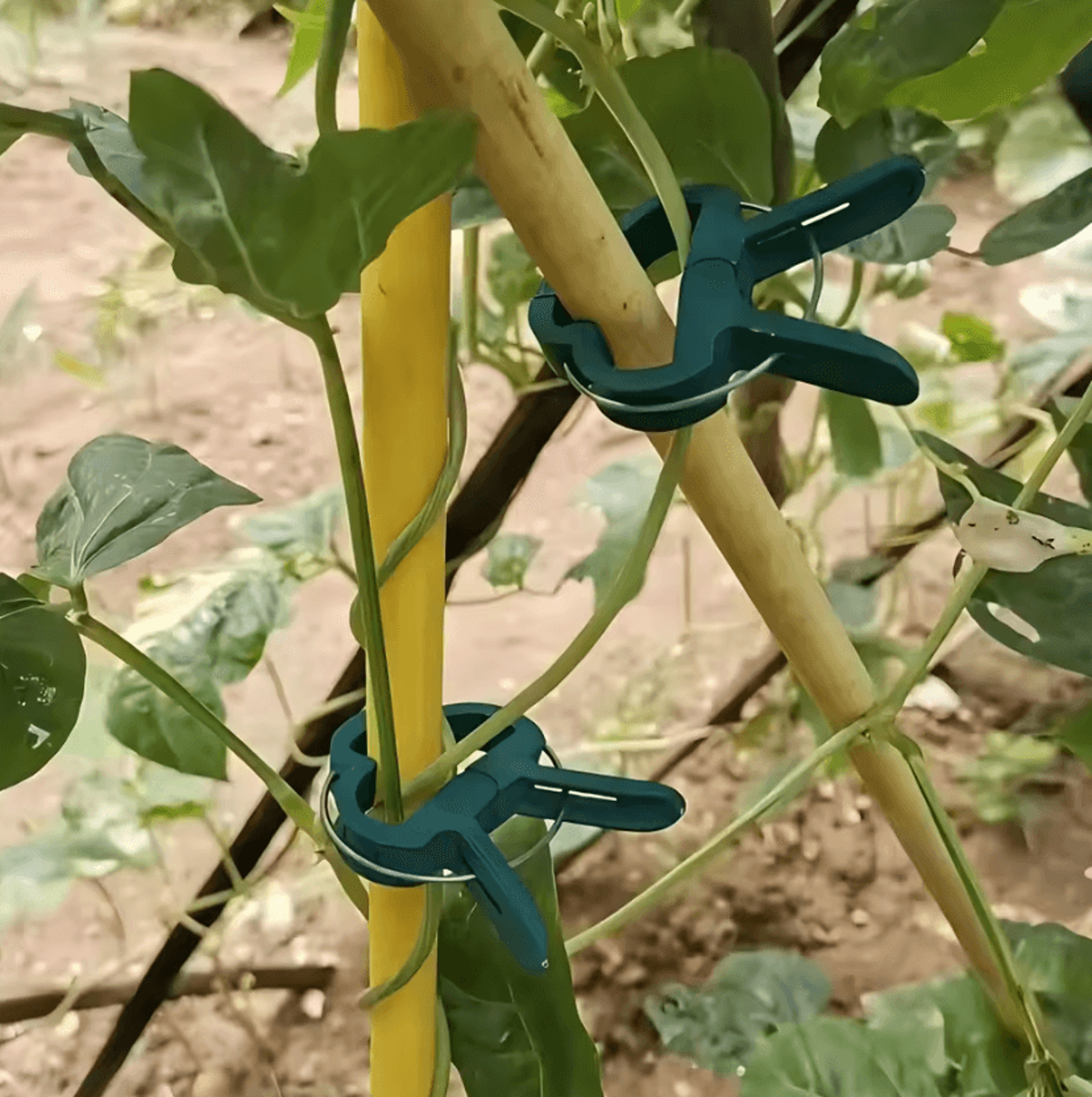reusable plant support clips for tomatoes and climbing vine