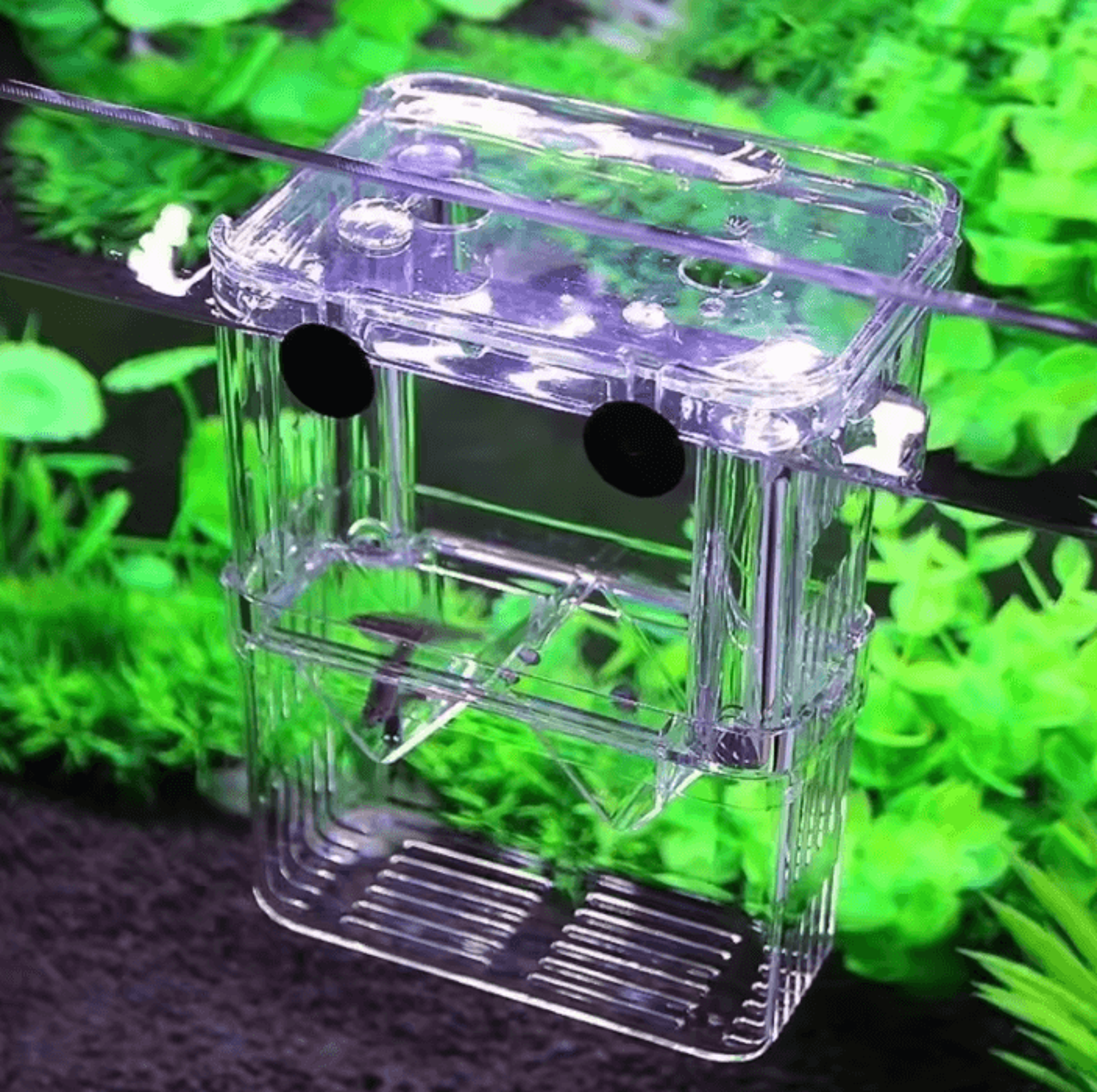 clear aquarium breeding isolation box for guppies and fry