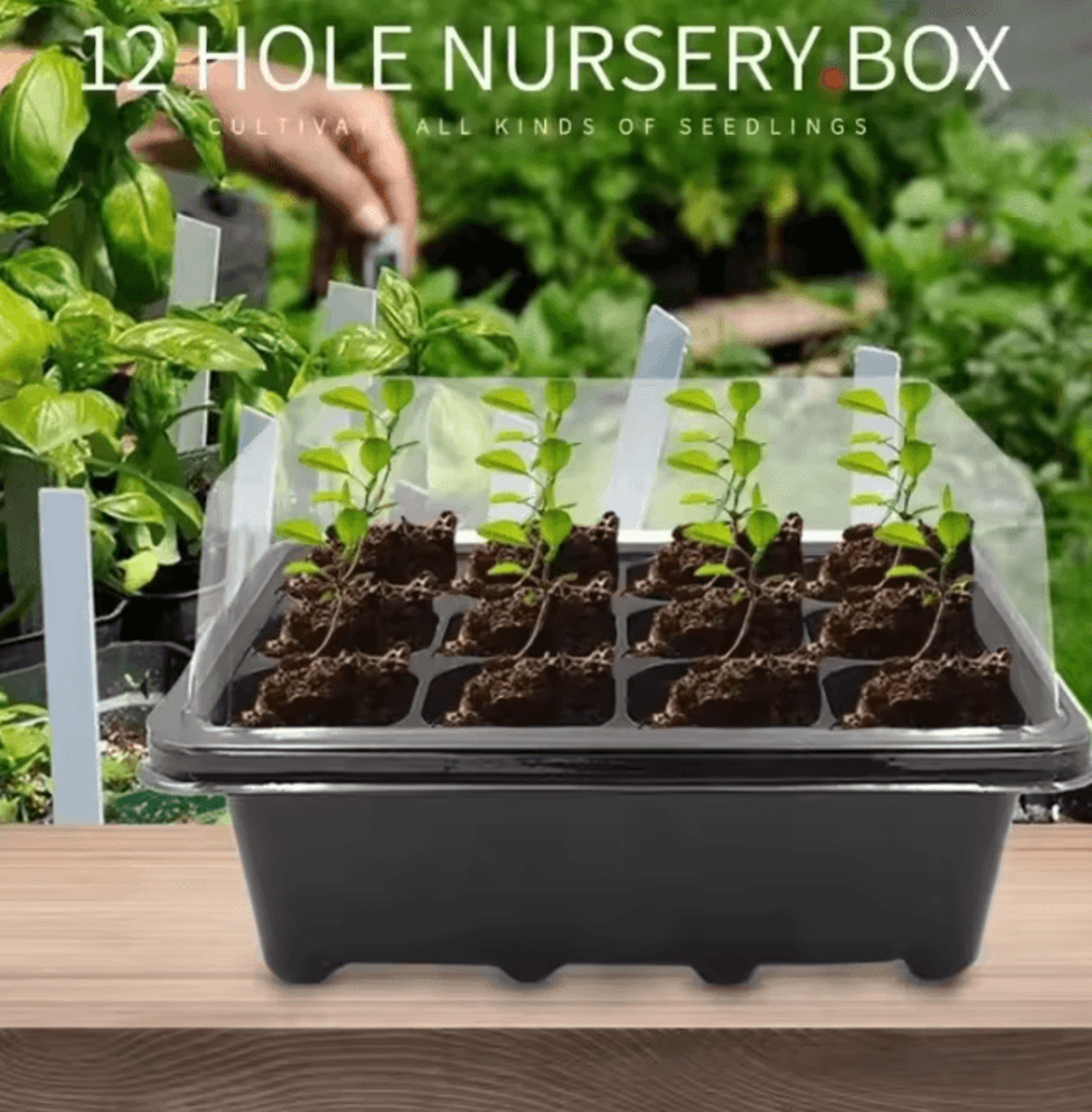 12 cell seed starter tray for seedlings and plant propagation