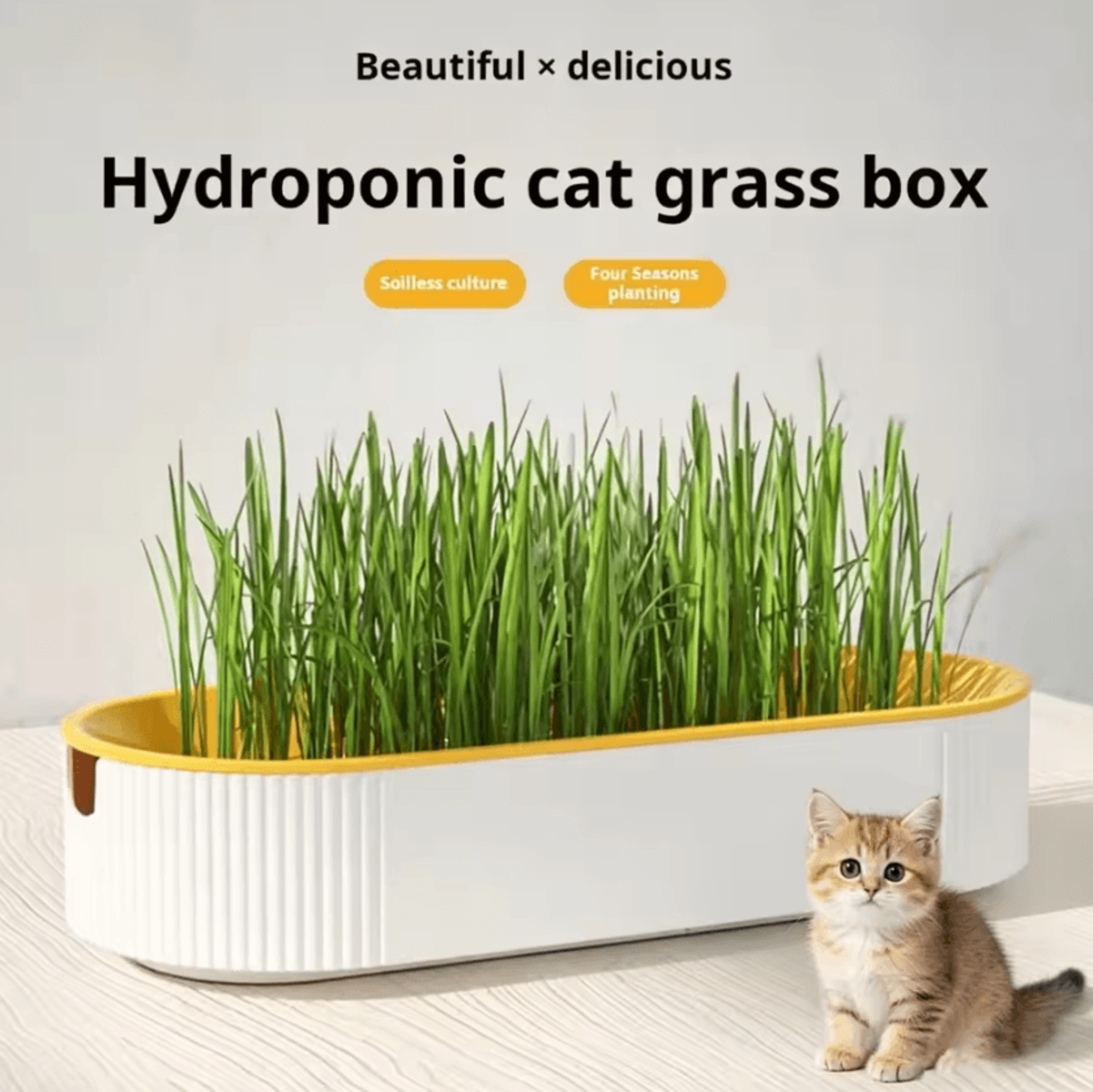 hydroponic cat grass growing box