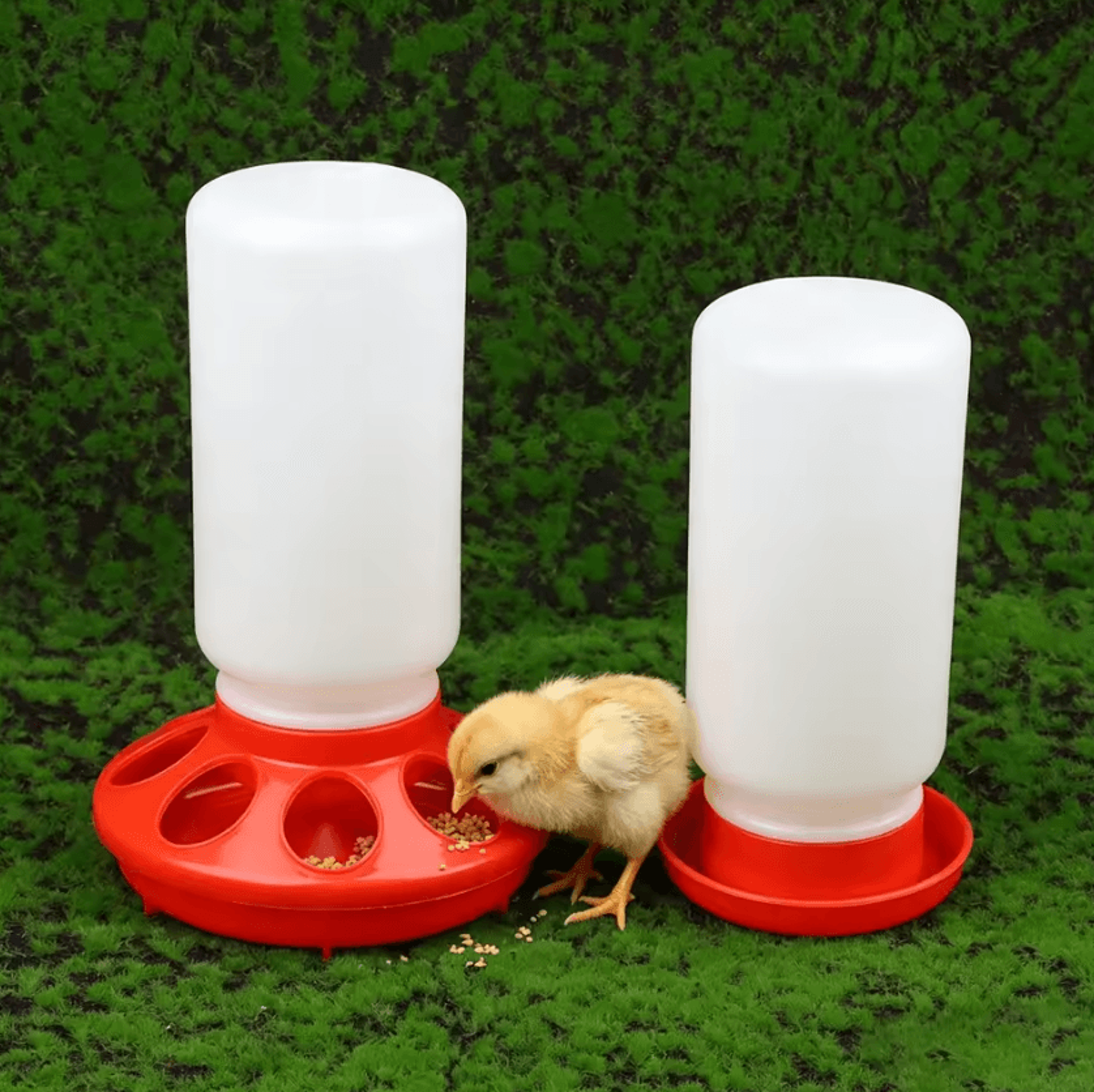 automatic poultry feeder and drinker for chickens and pigeons