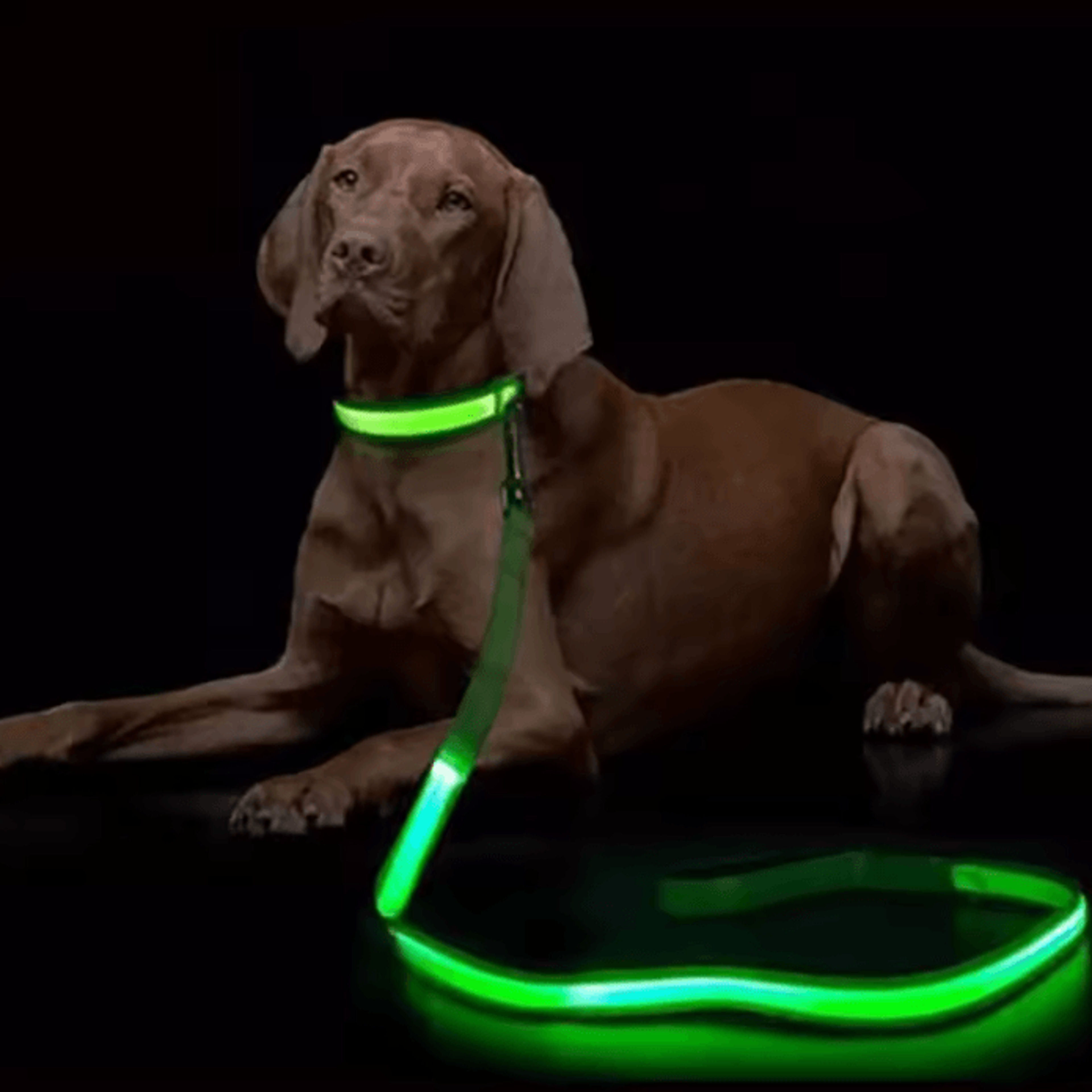 usb rechargeable led light up dog leash for night walking