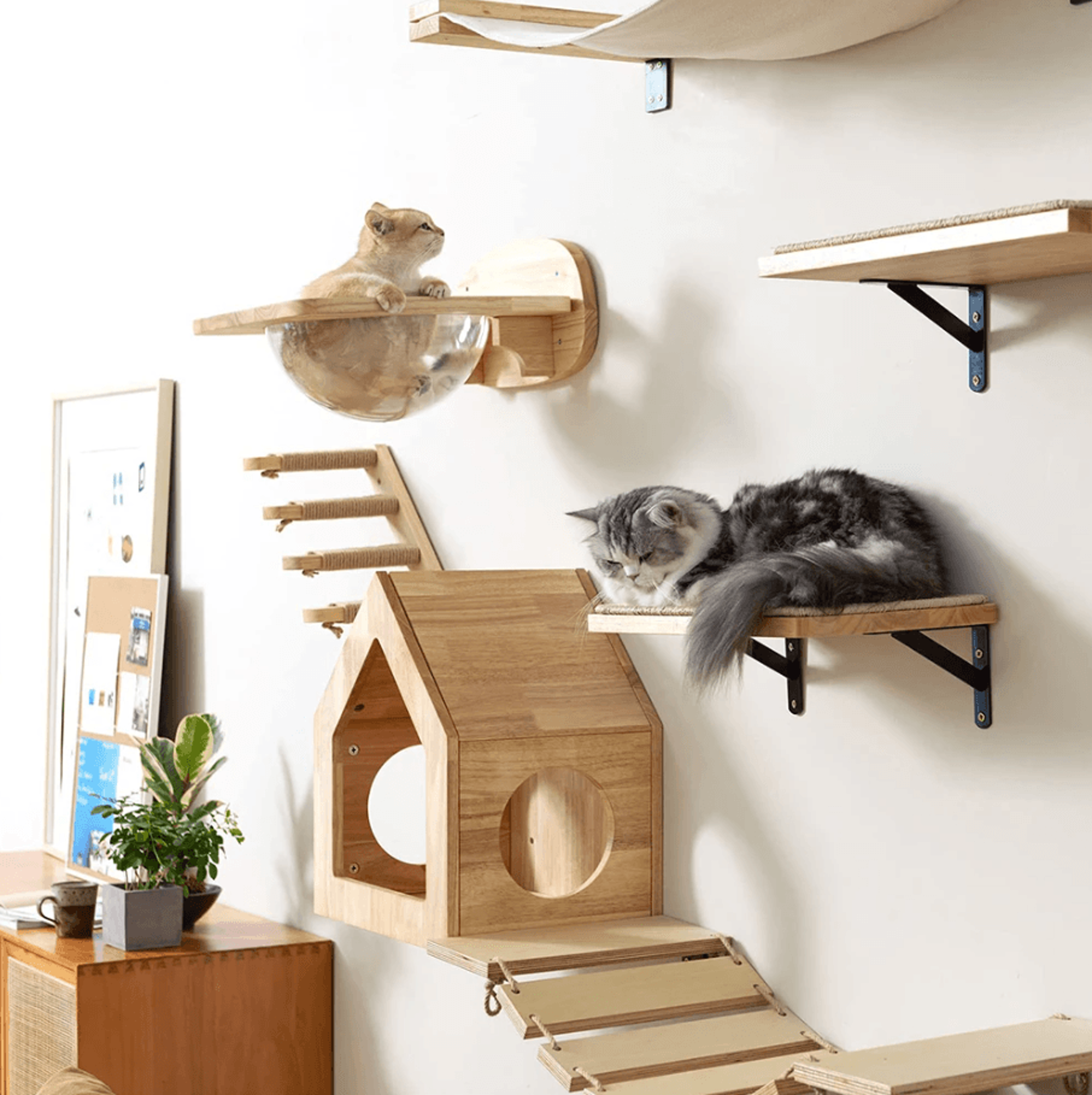 wall mounted cat shelves with hammock and steps for indoor climbing and rest