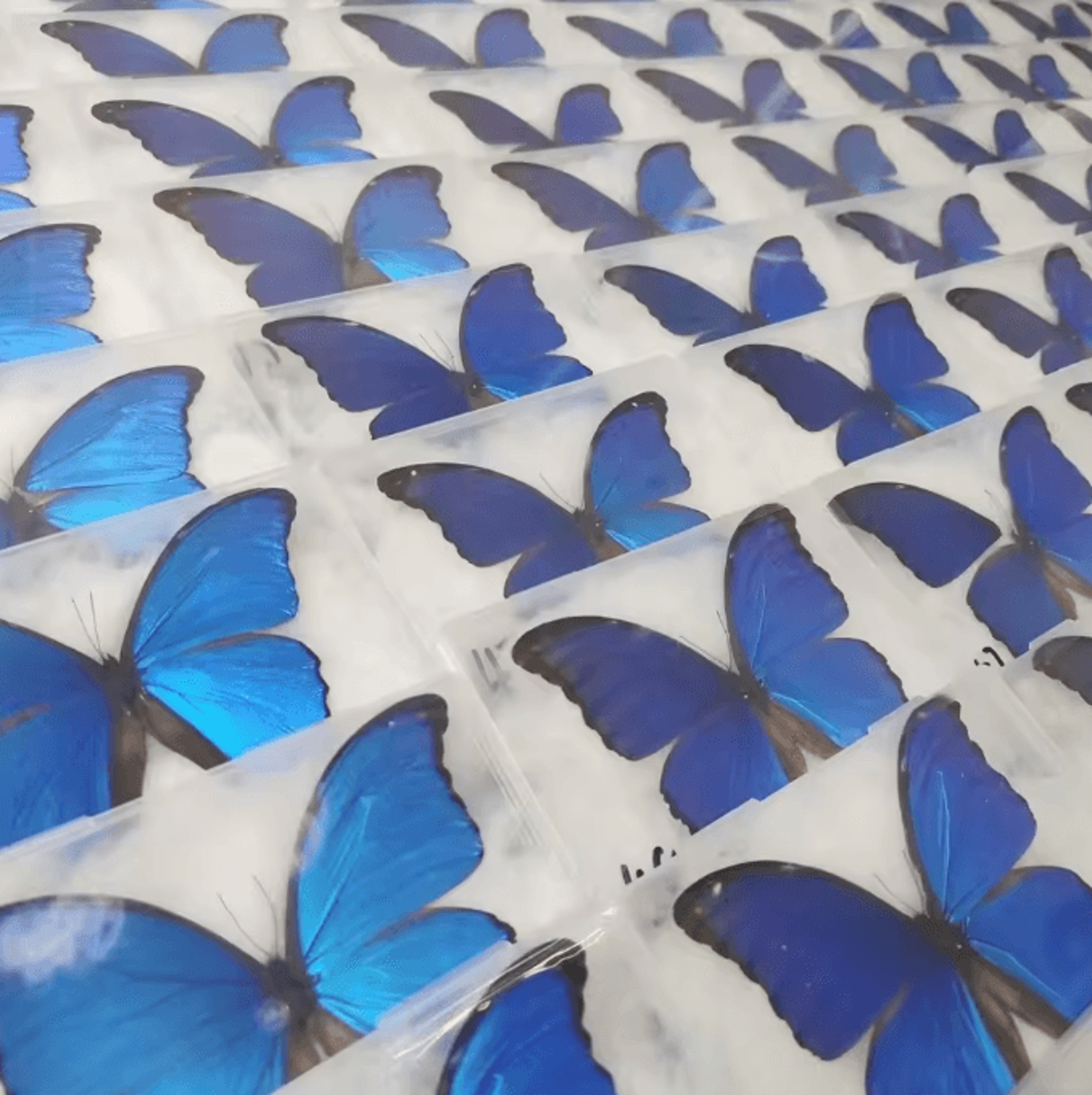 real morpho menelaus butterfly specimen – blue morpho natural insect display for art & collection