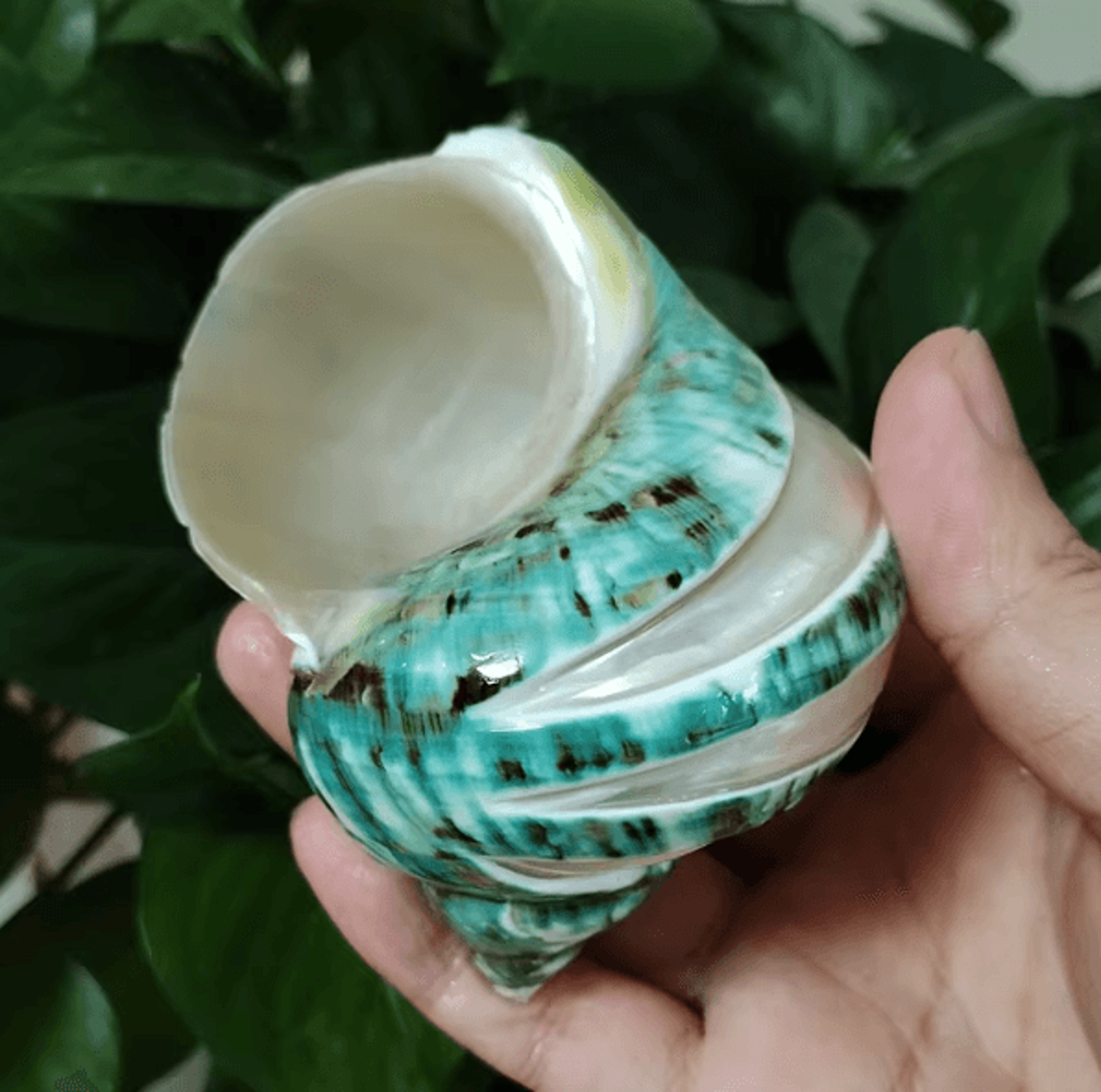 oceanaura natural large hermit crab turbo shells for coastal decor & vase fillers