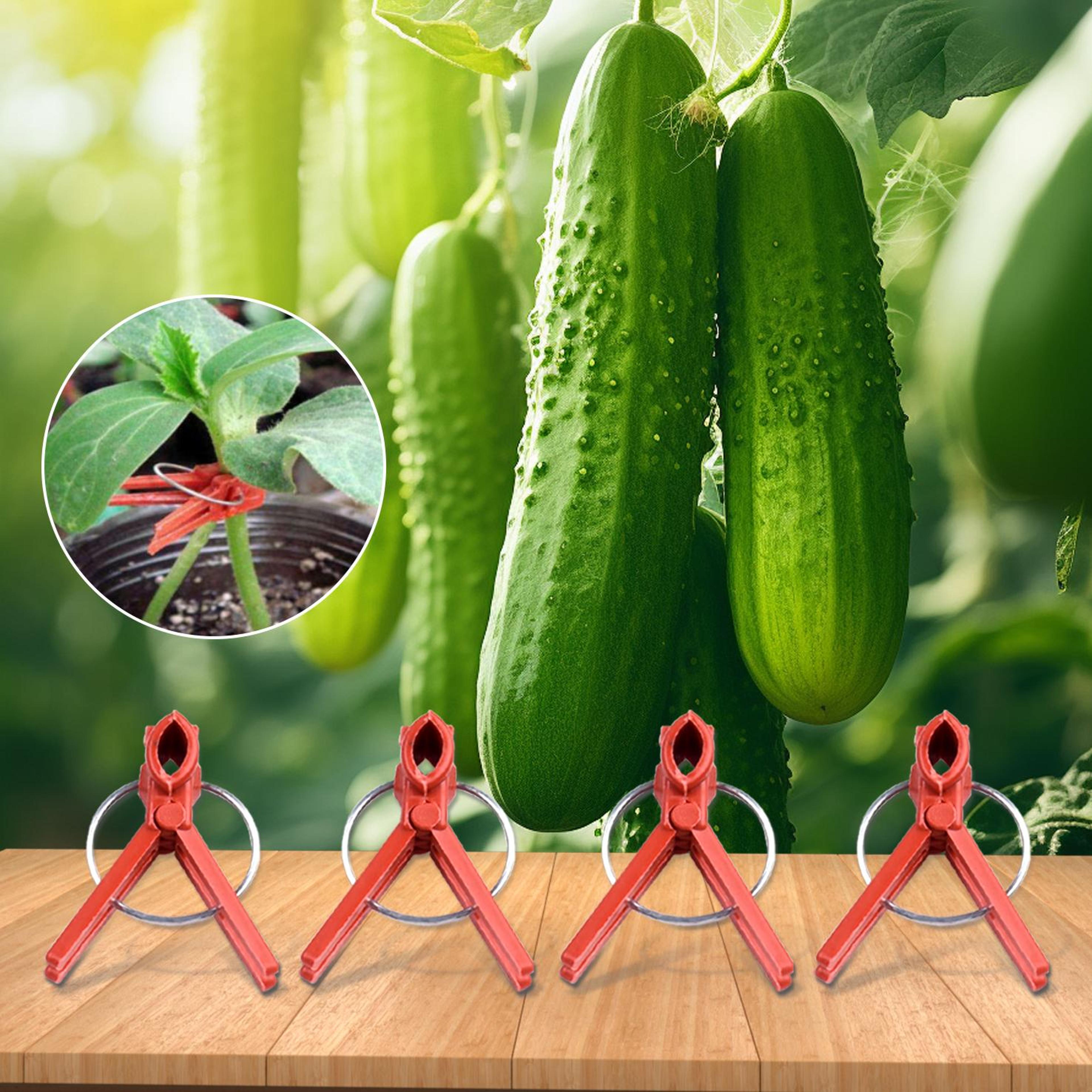 50pcs plant grafting clips anti fall plastic gardening clamp for cucumber eggplant watermelon