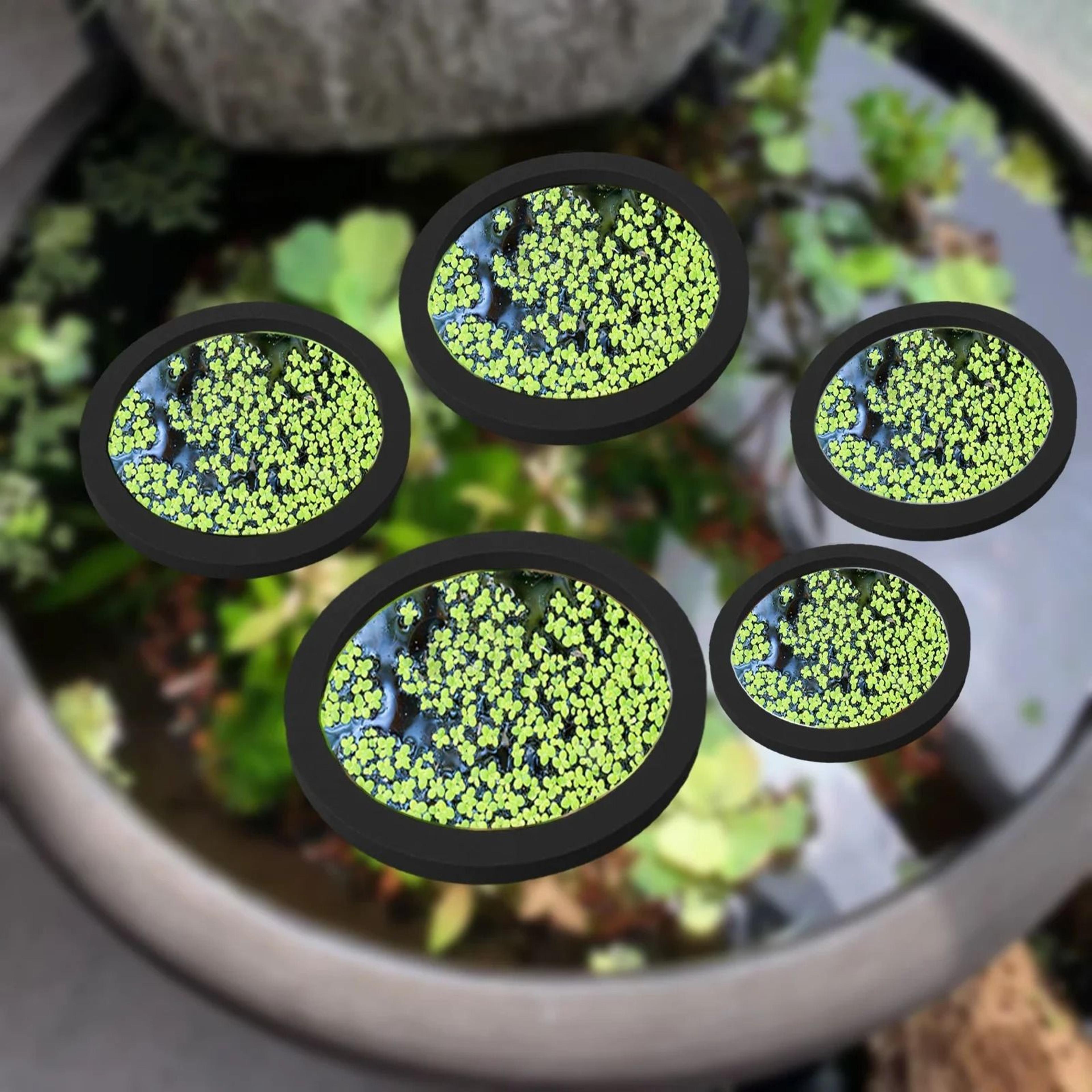 5-piece eva floating aquarium fish feeding ring and floating plant corral set