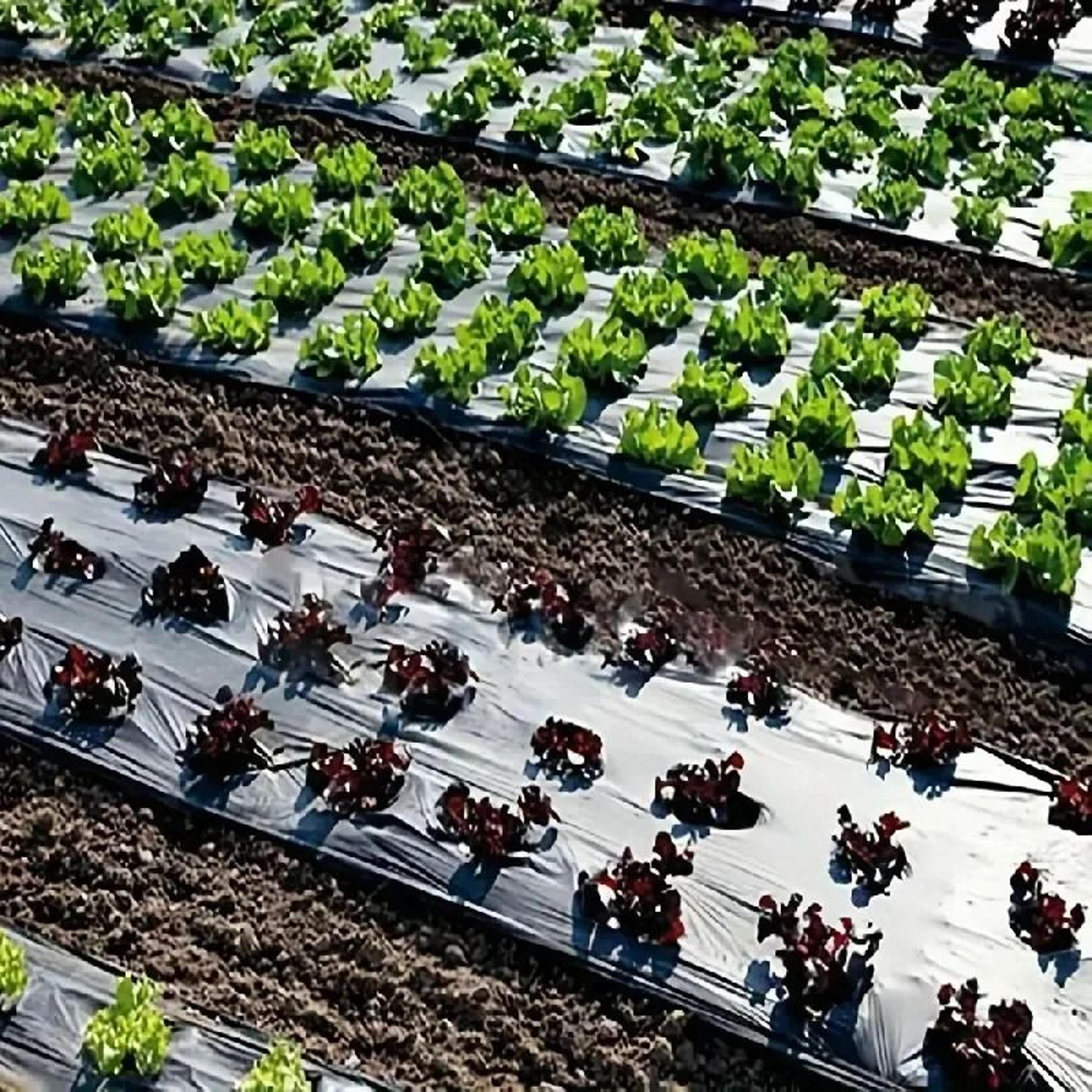 pre-punched black agricultural mulch film – garden greenhouse weed barrier & insulation plastic
