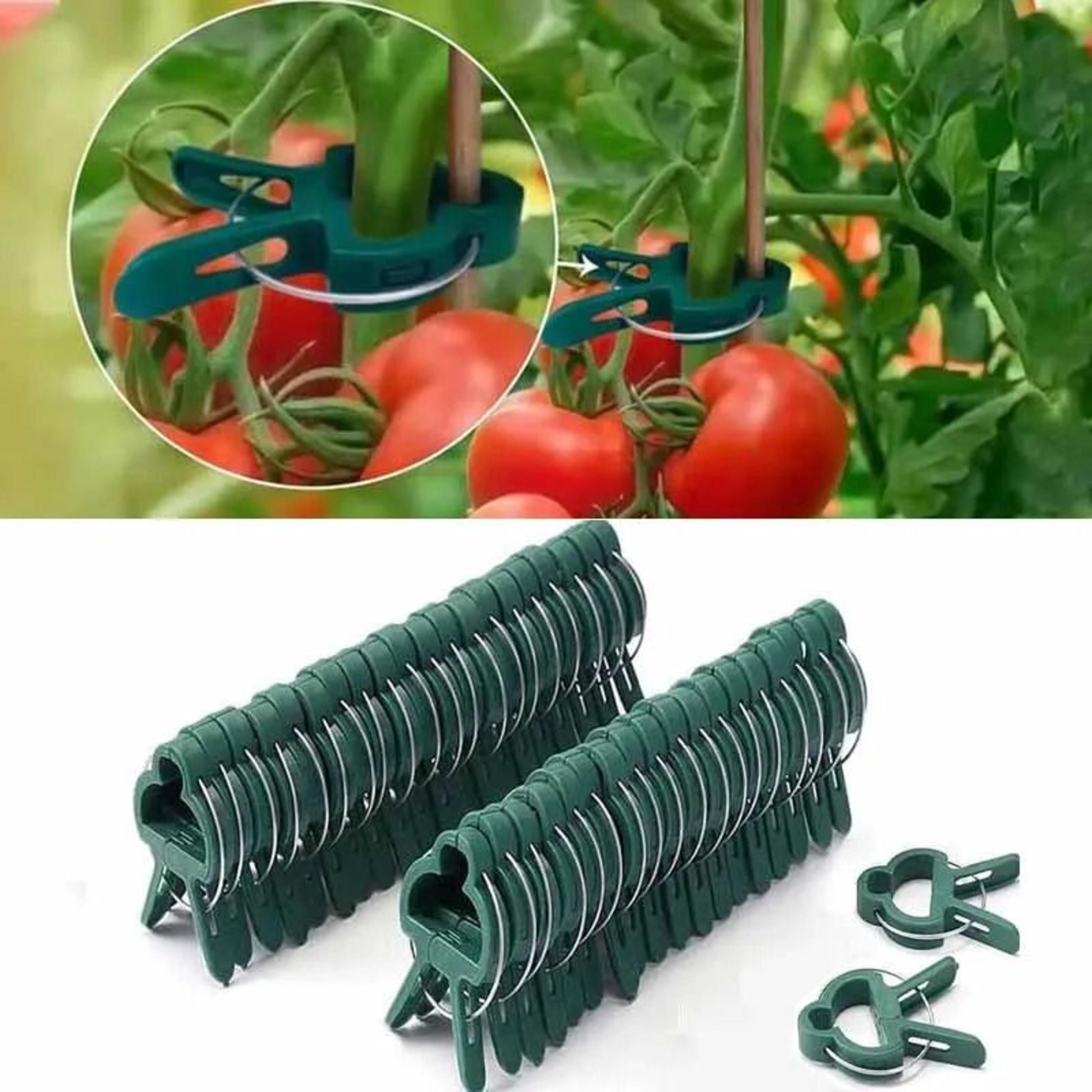 reusable plant fixed clips – greenhouse stem fasteners for tomatoes, vines, and vegetables