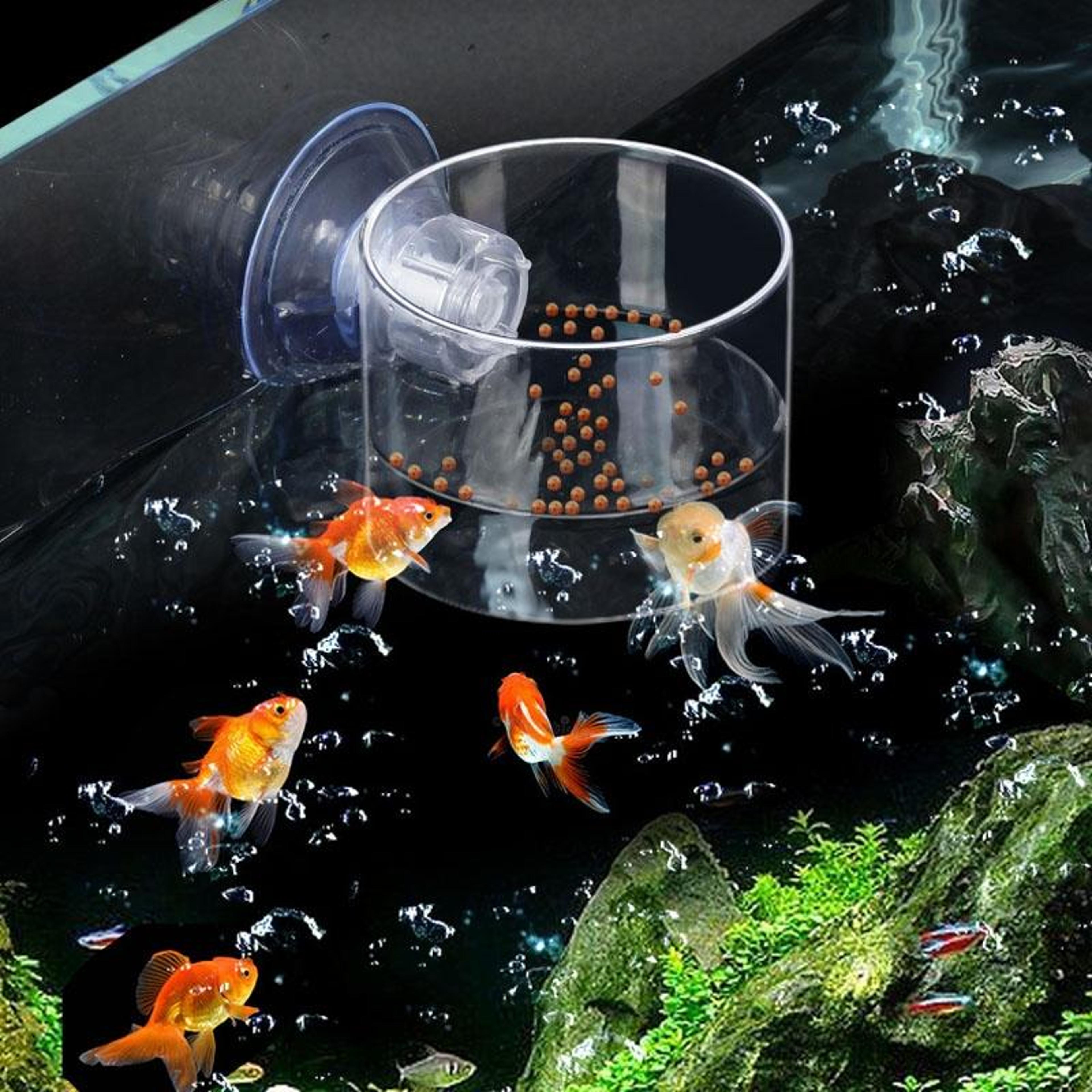 acrylic fish tank feeder ring floating aquarium feeding ring with suction cup for clean feeding