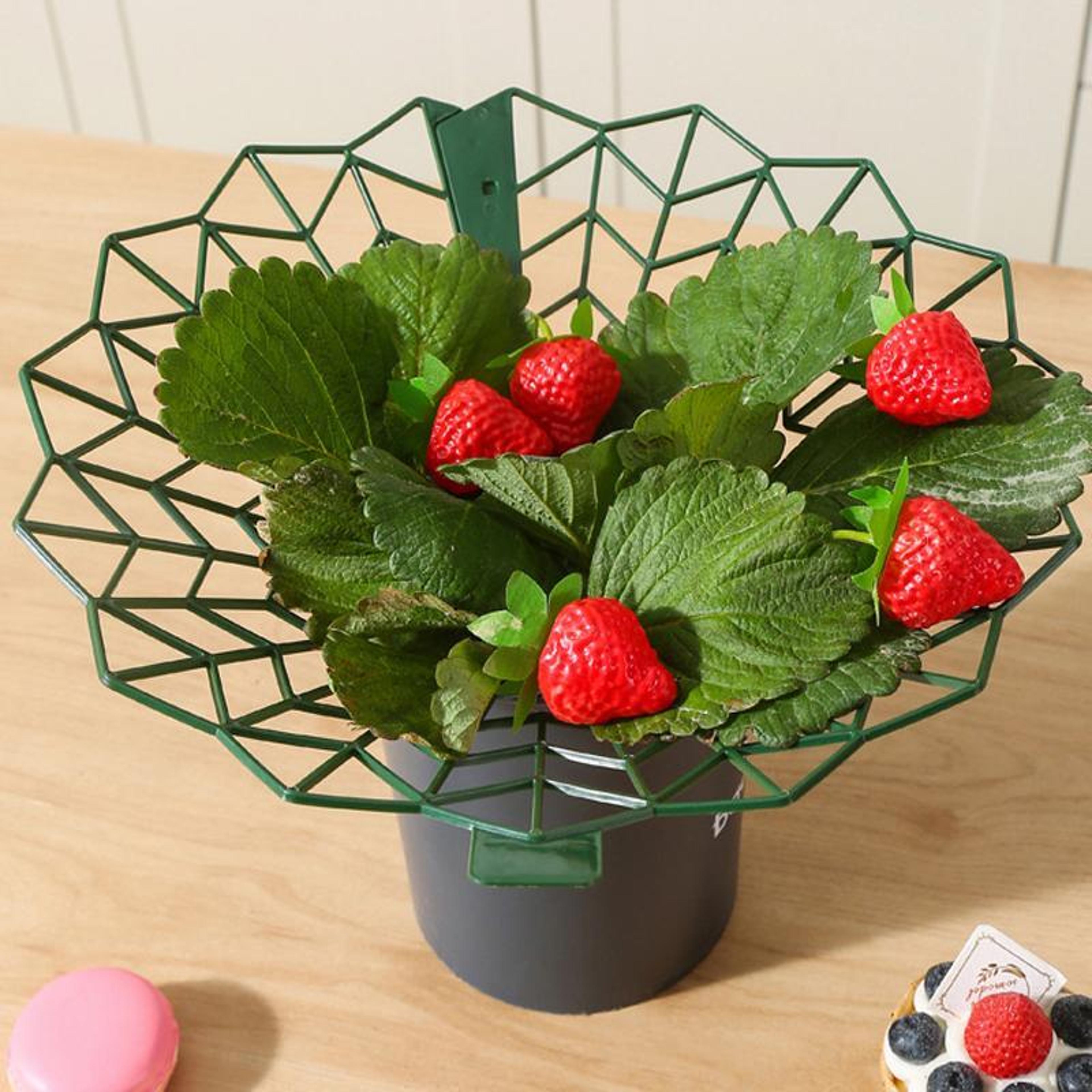 strawberry plant support ring stand, anti-rotting garden strawberry support frame rack