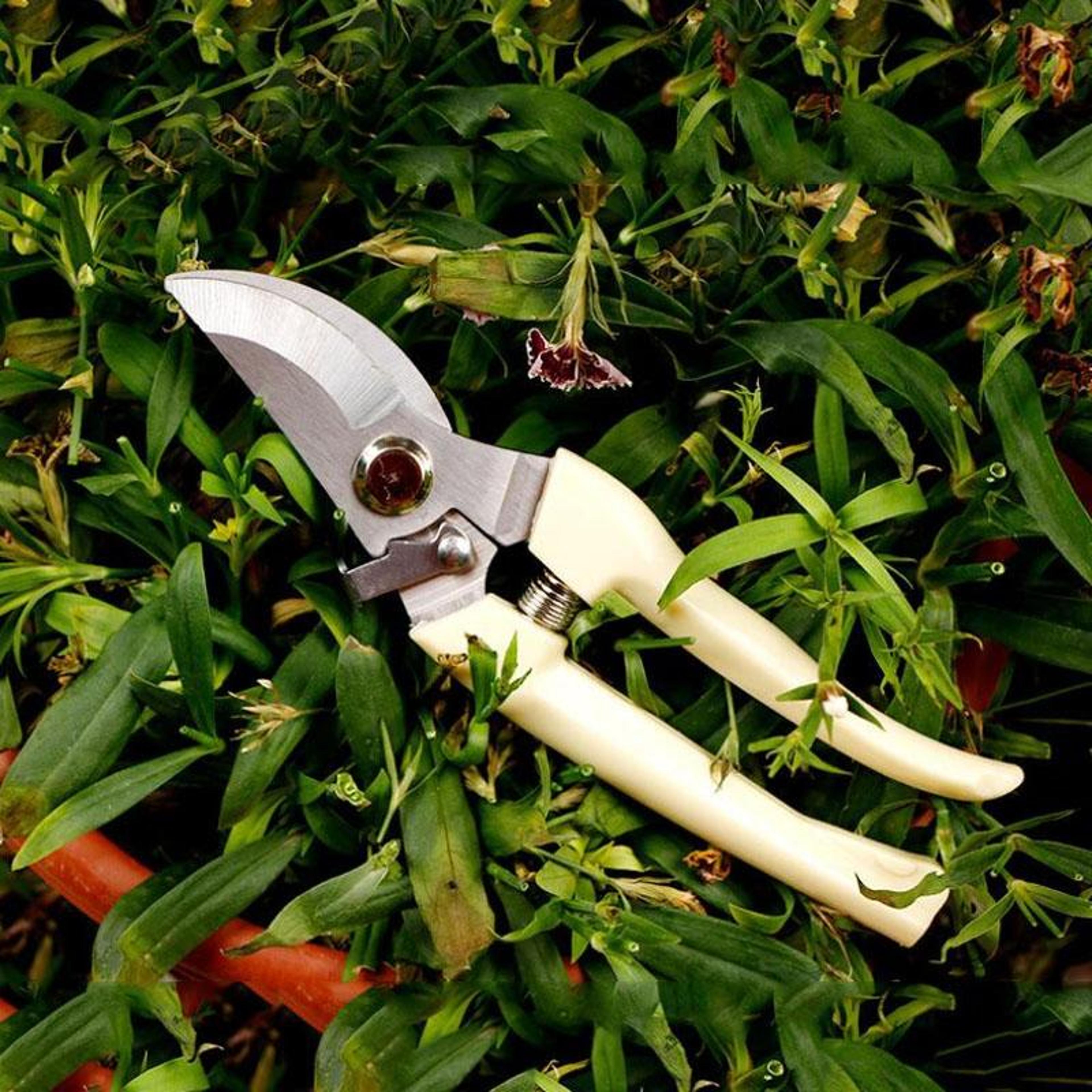 stainless steel pruning shears for fruit trees and garden branch trimming
