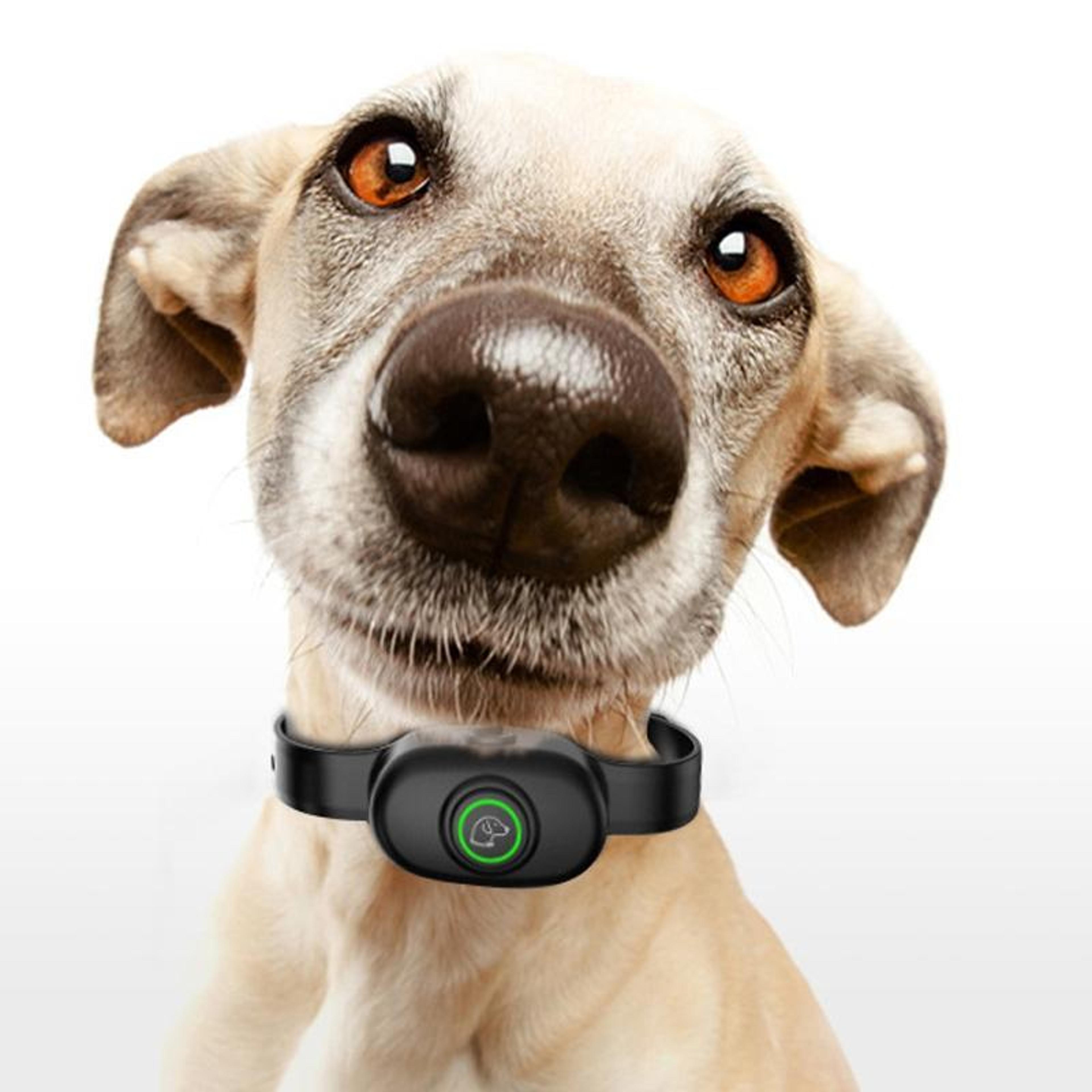 smart auto stop dog shock collar trainer with adjustable range