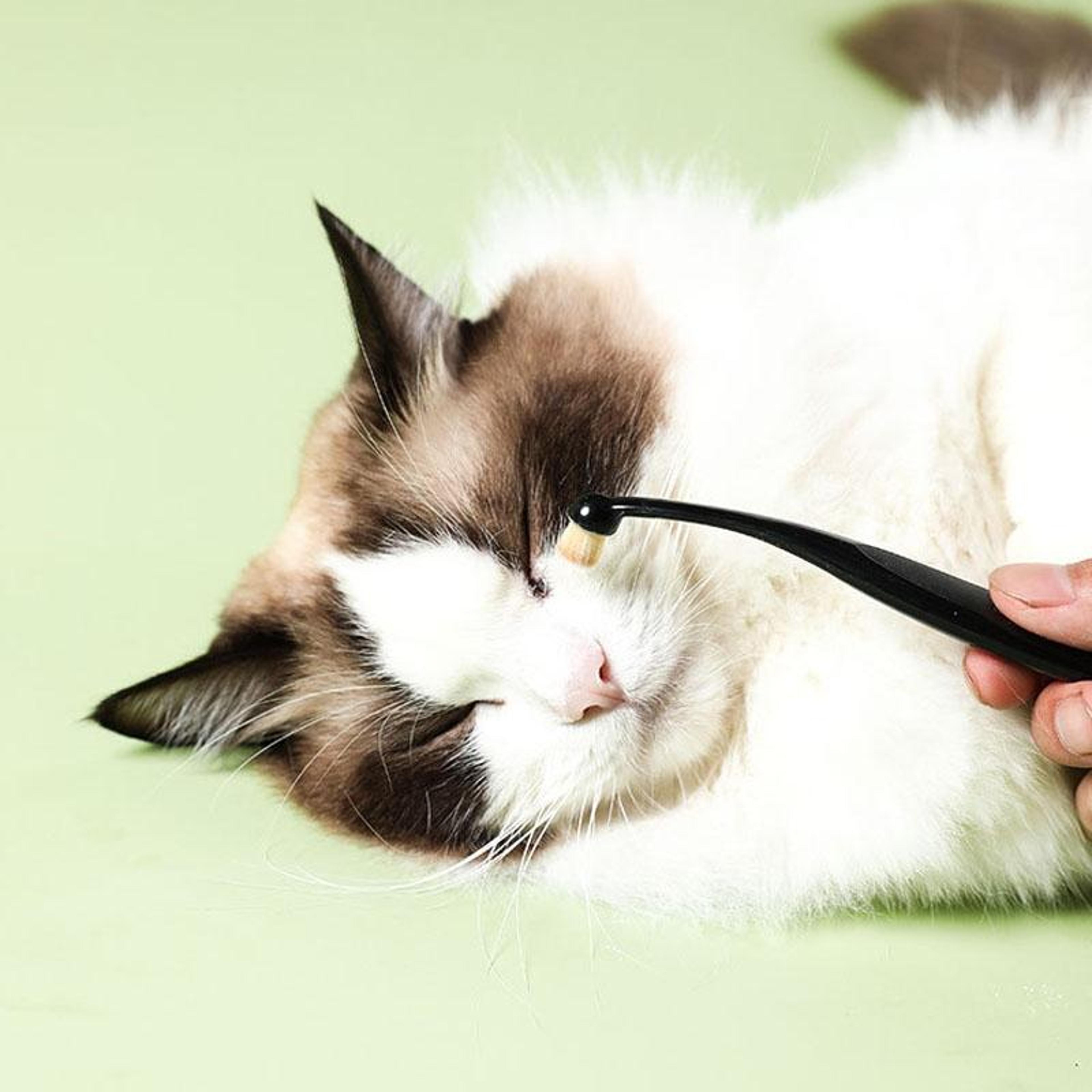 pet tear stain brush soft dog eye cleaning brush for cats and dogs