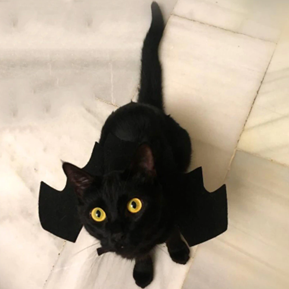 2catbatwings