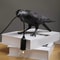 Stylish & Fun Black Raven Bird Crow Lamp 5
