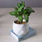 diamondplanter1