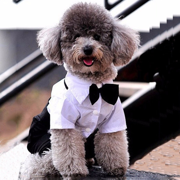 Dog suit top and tie
